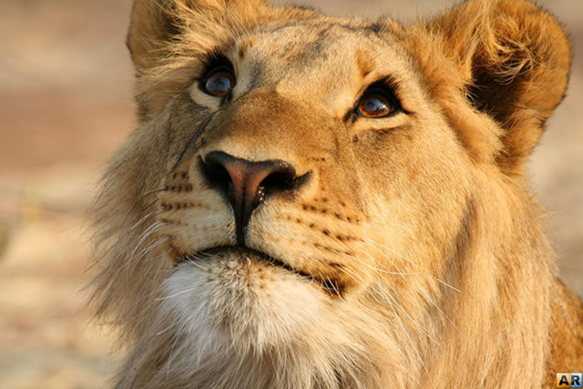 عکسبرداری از حیوانات