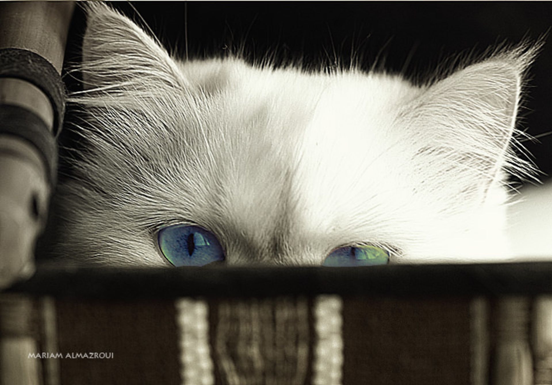 عکسبرداری از حیوانات