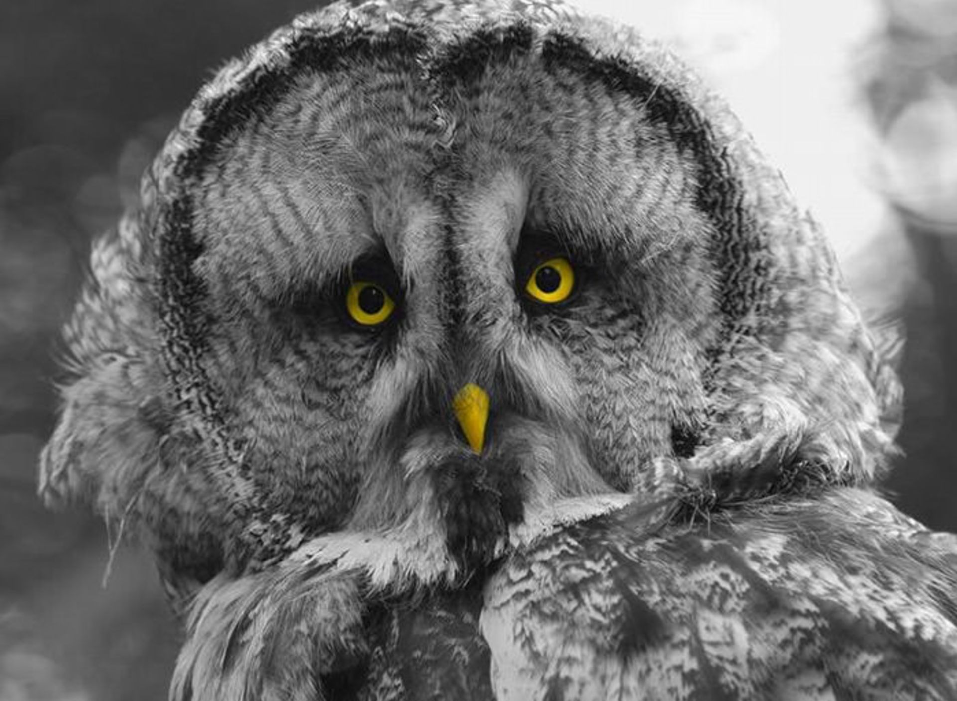 عکسبرداری از حیوانات