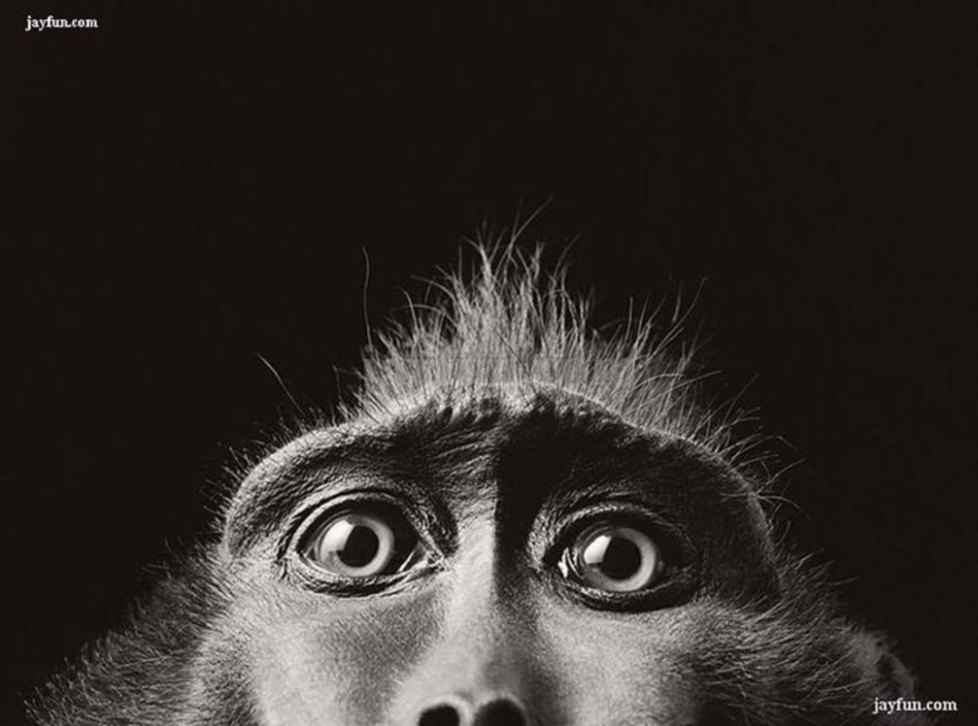 عکسبرداری از حیوانات