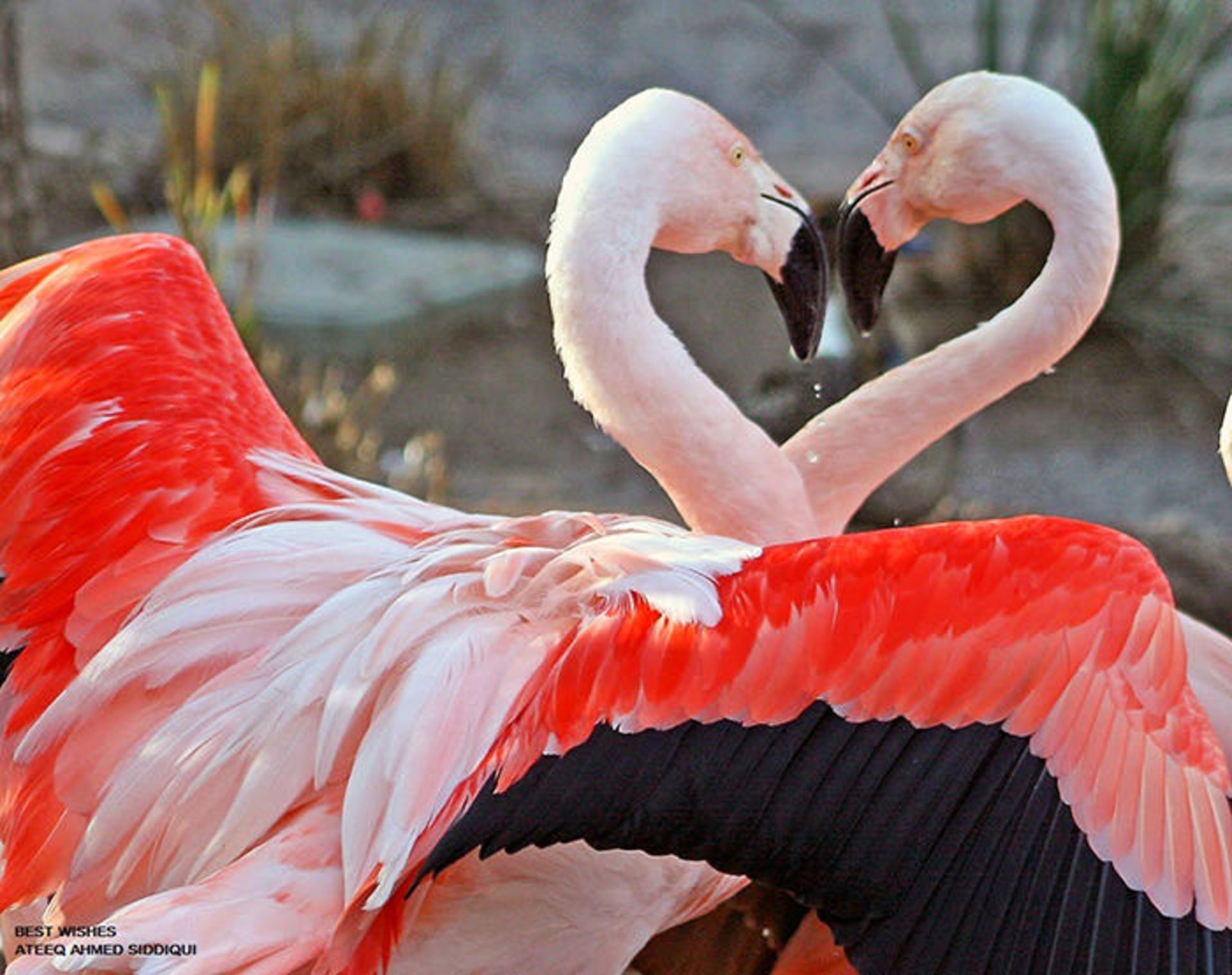 عکسبرداری از حیوانات