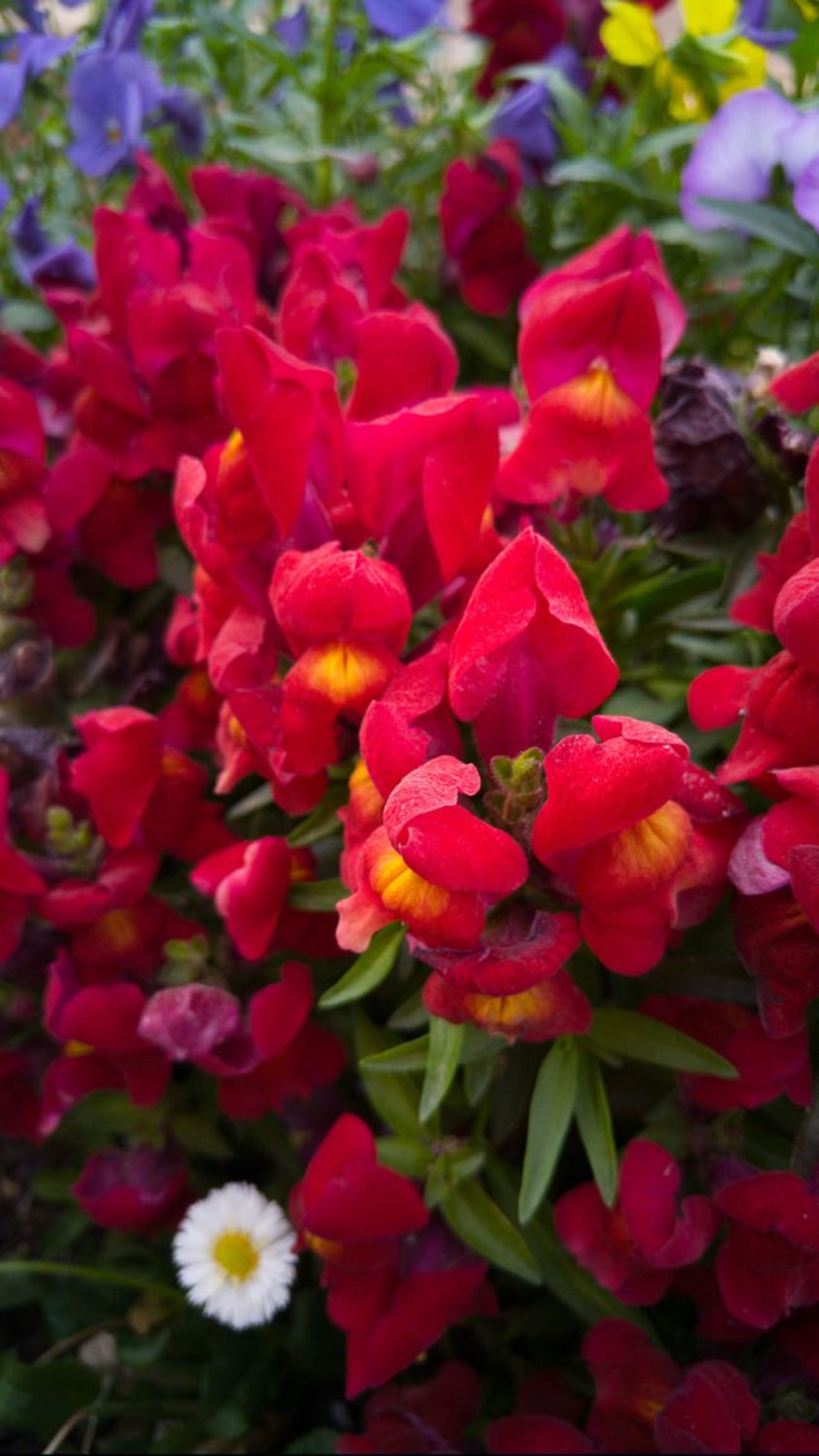 بررسی تلفن هوشمند Xperia M2 Aqua سونی