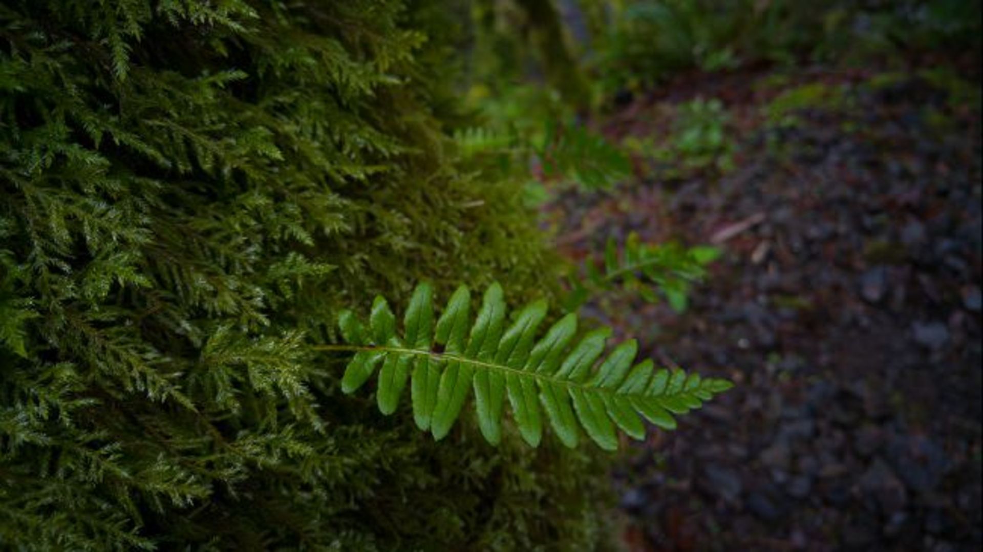 بررسی تلفن هوشمند Xperia M2 Aqua سونی