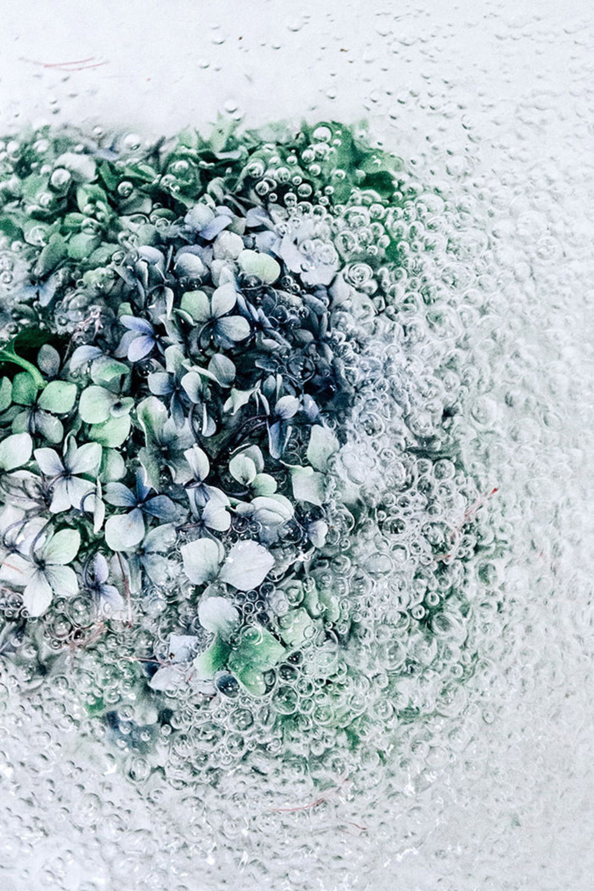 عکاسی از گل‌ها حین حرکت در آب