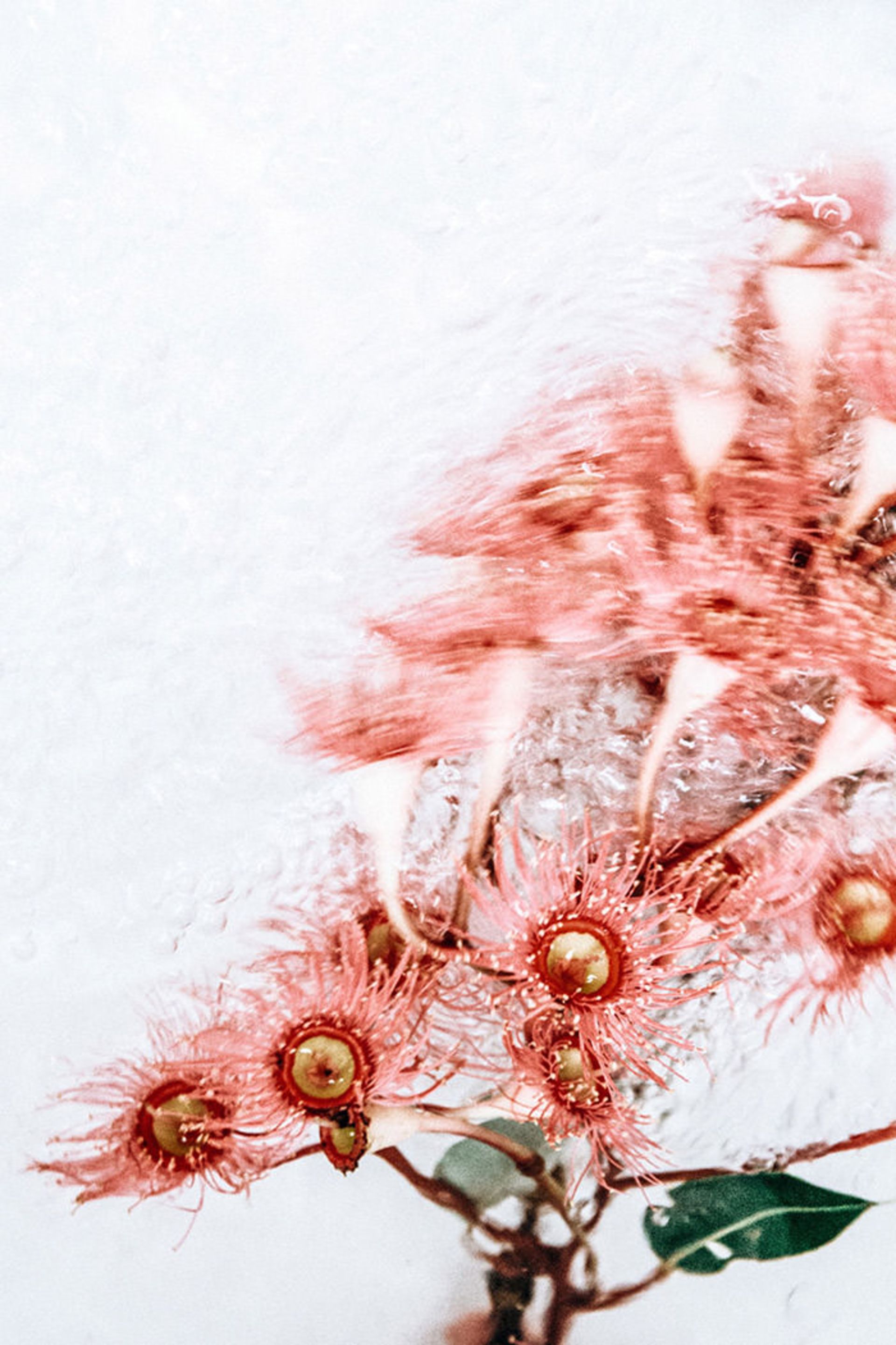 عکاسی از گل‌ها حین حرکت در آب