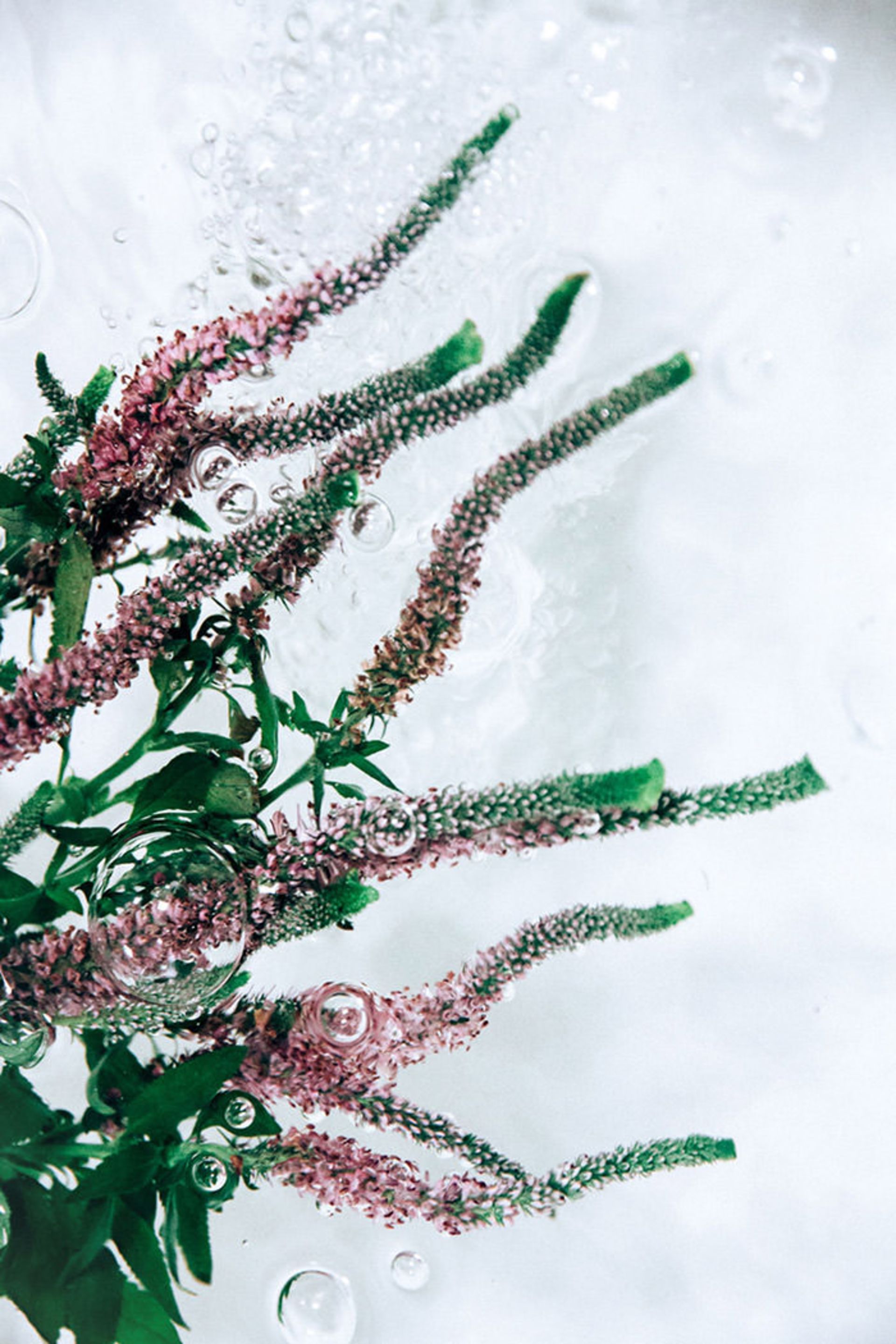 عکاسی از گل‌ها حین حرکت در آب