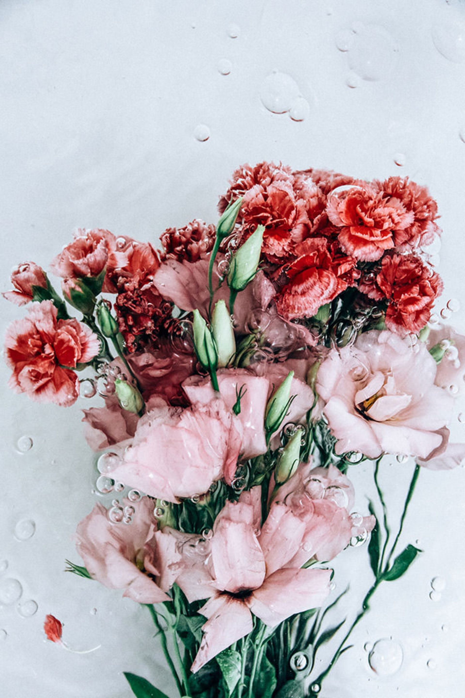 عکاسی از گل‌ها حین حرکت در آب