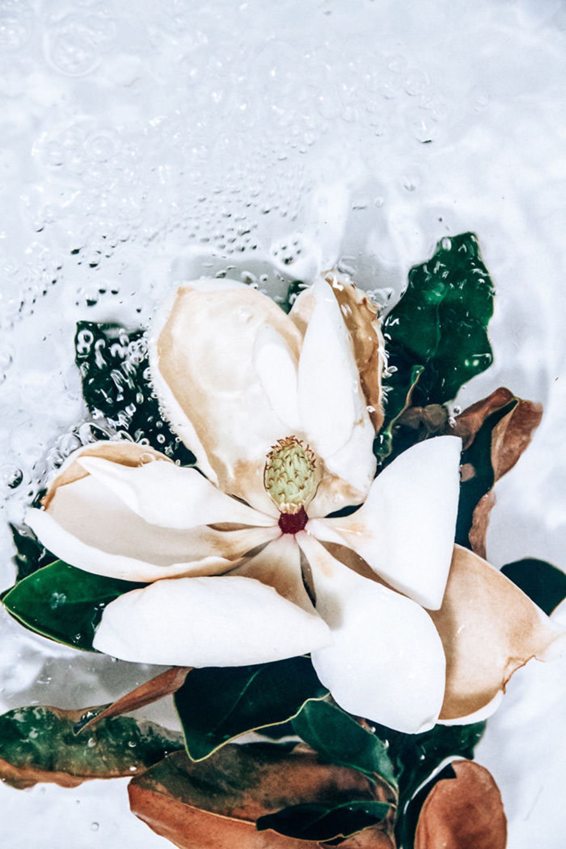 عکاسی از گل‌ها حین حرکت در آب