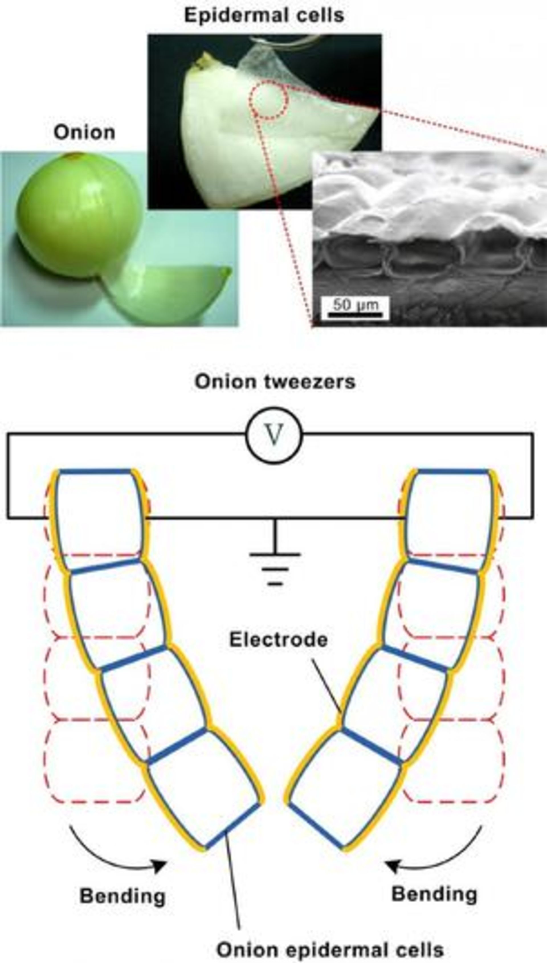 onion-cell-artificial-muscles-1