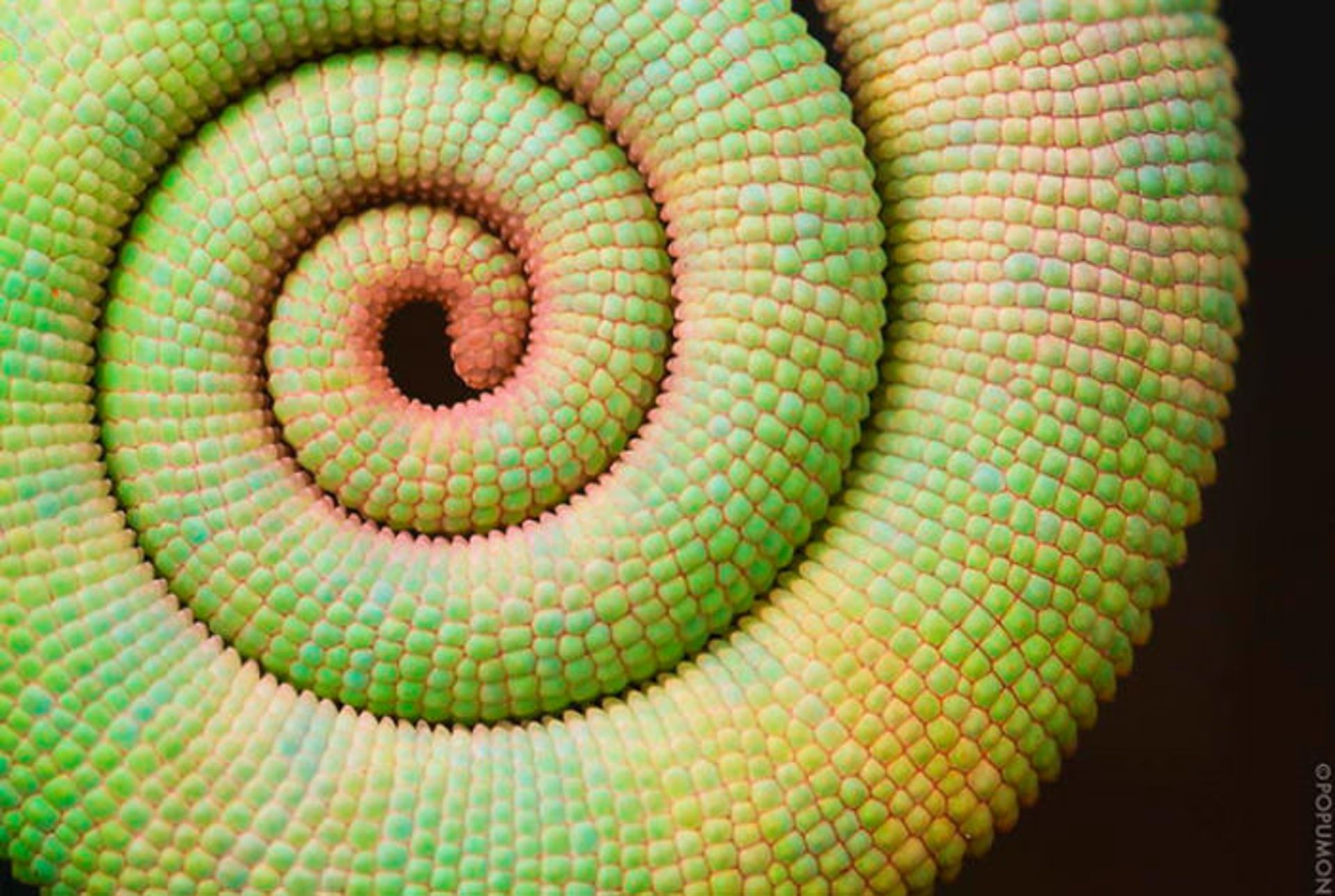 نظم شگفت انگیز گیاهان و نمایش اشکال متقارن هندسی