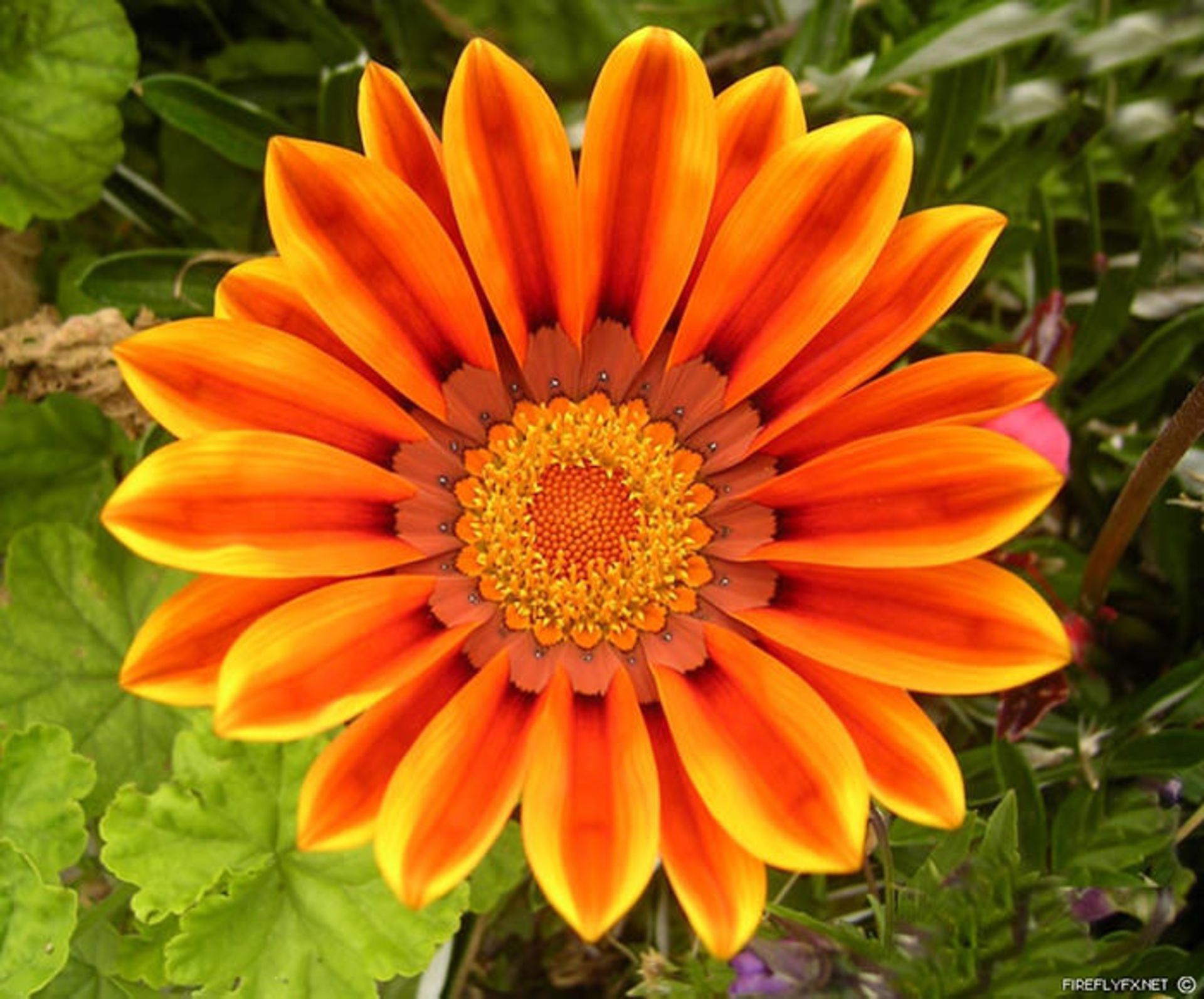 نظم شگفت انگیز گیاهان و نمایش اشکال متقارن هندسی