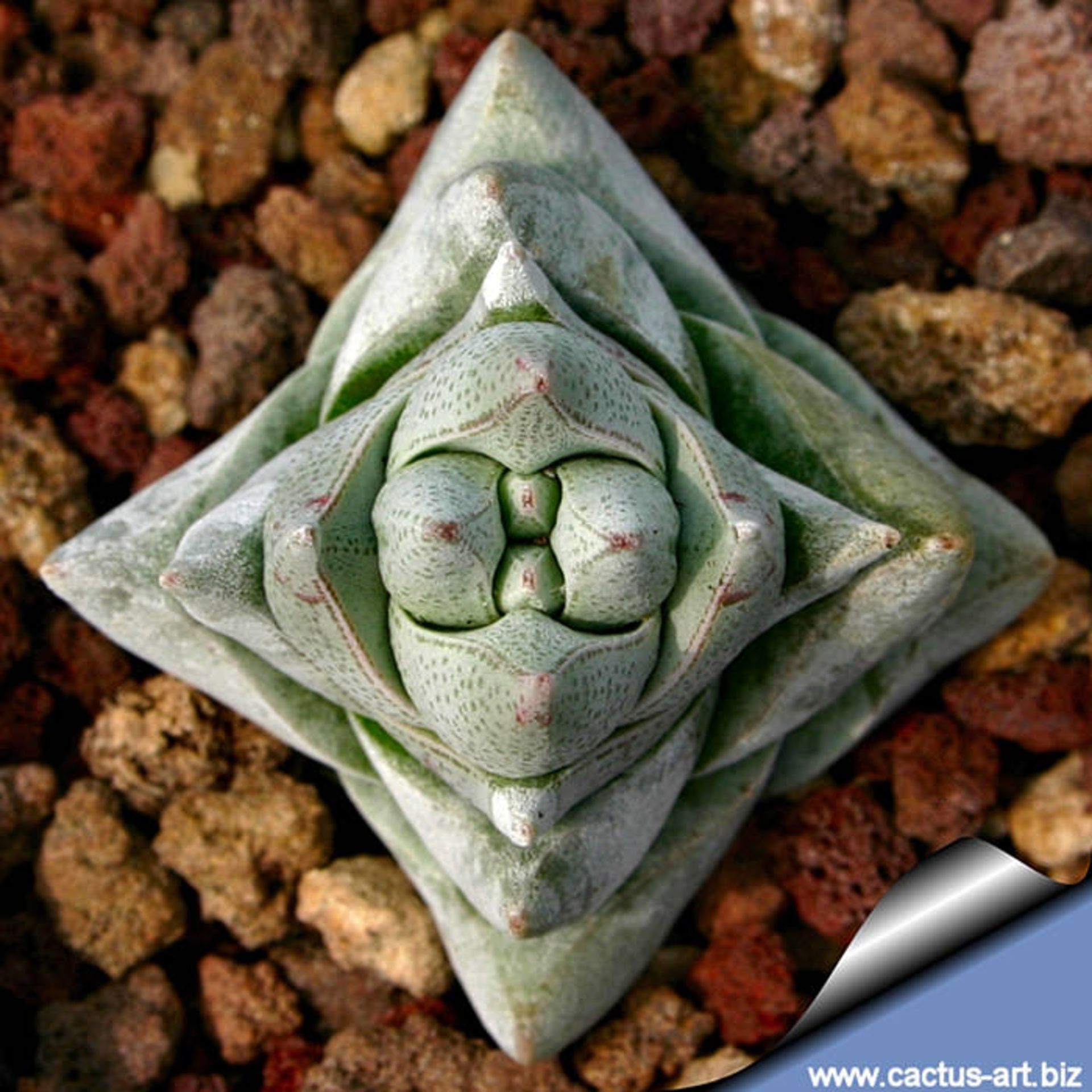 نظم شگفت انگیز گیاهان و نمایش اشکال متقارن هندسی