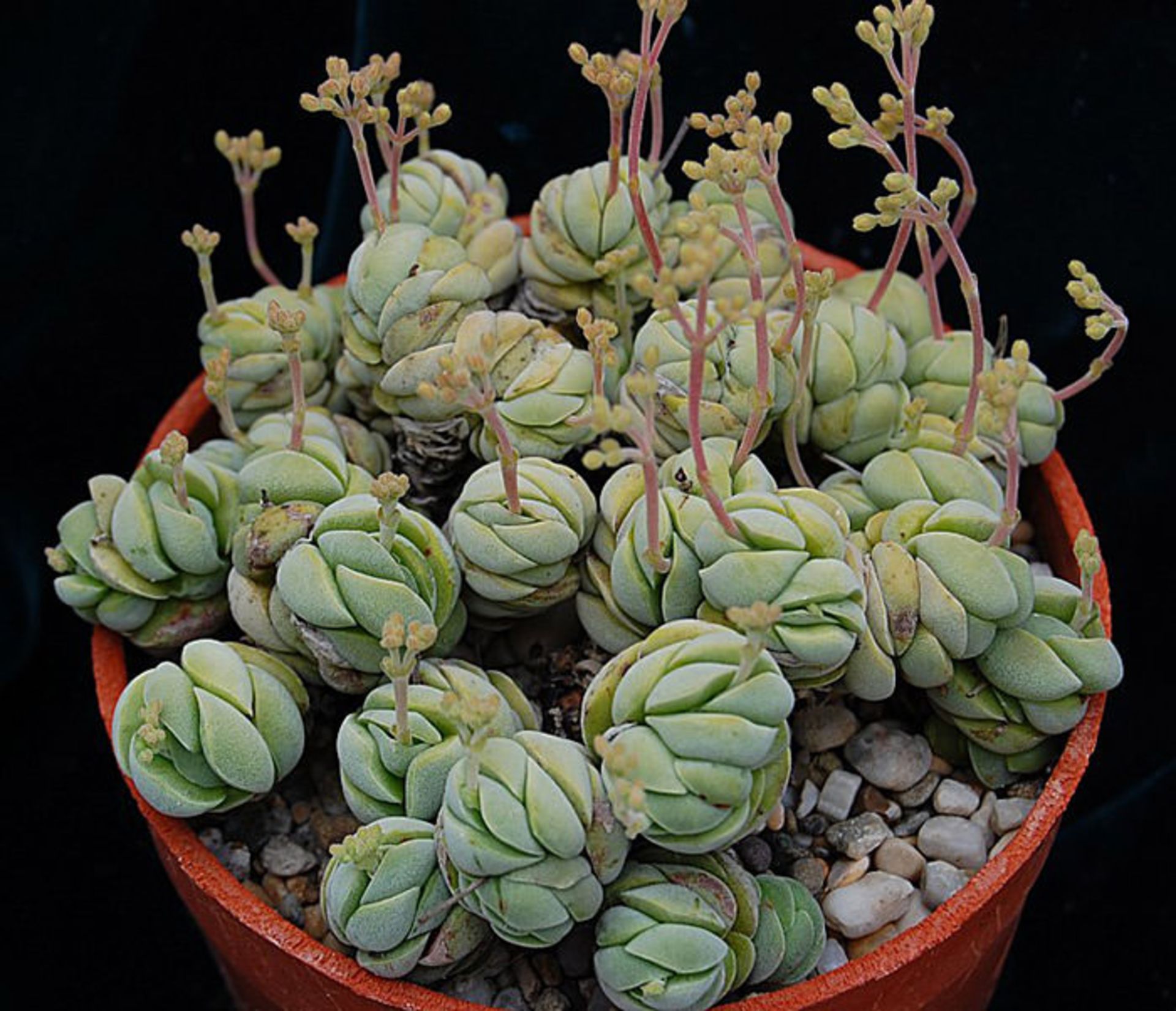 نظم شگفت انگیز گیاهان و نمایش اشکال متقارن هندسی