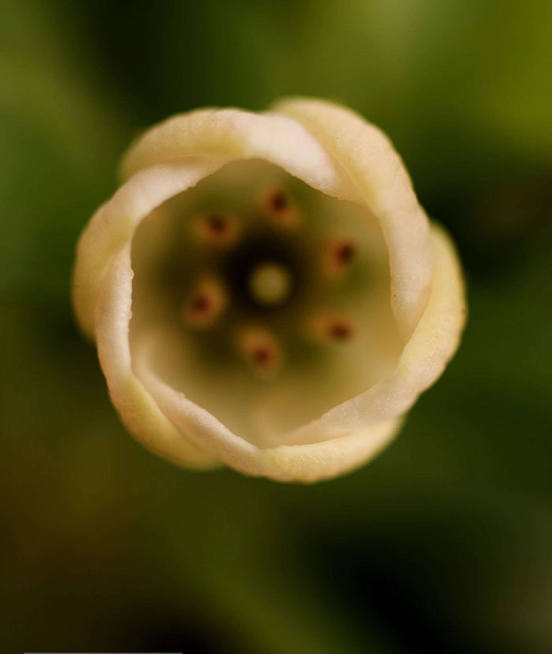 نظم شگفت انگیز گیاهان و نمایش اشکال متقارن هندسی