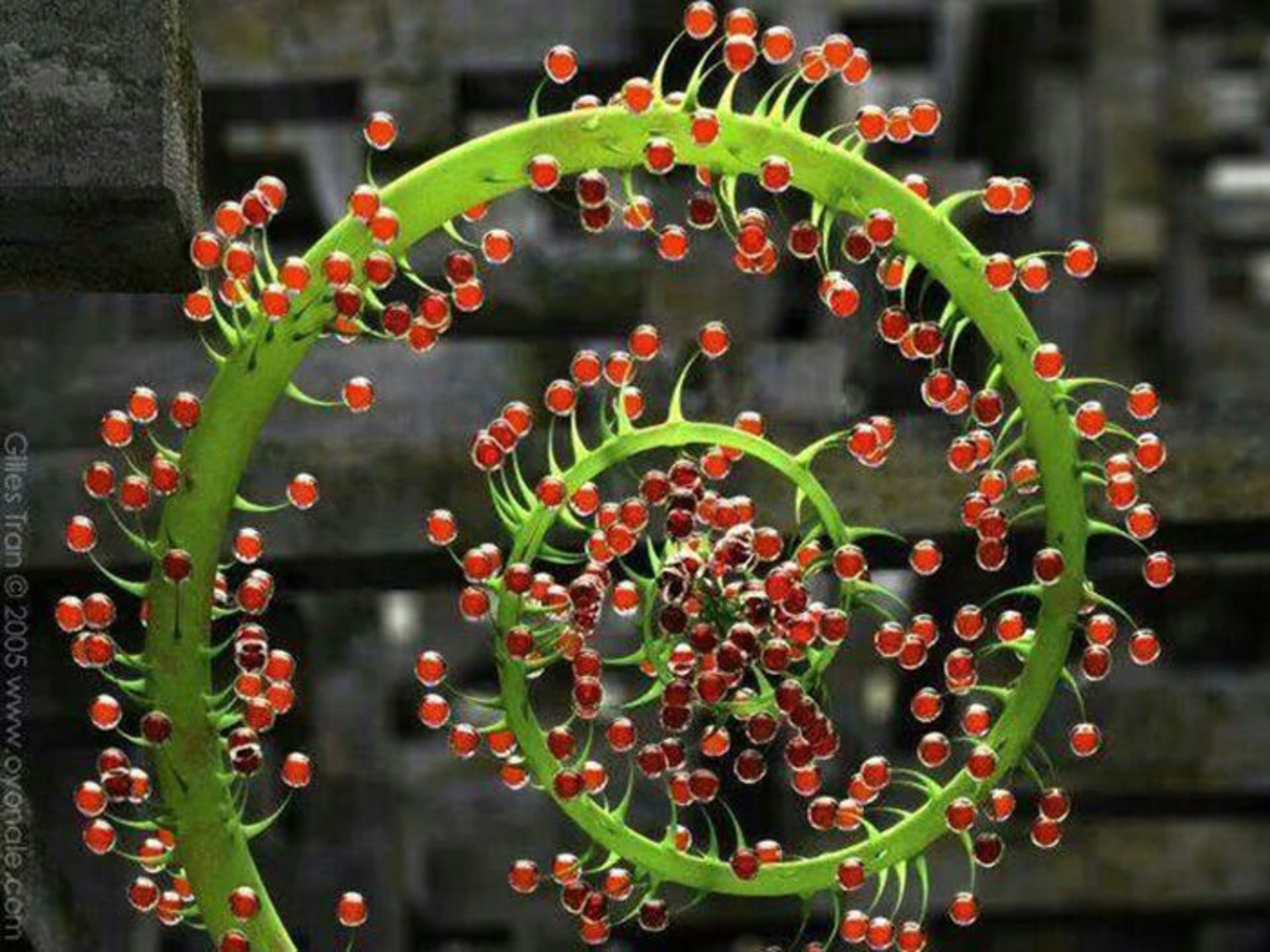 نظم شگفت انگیز گیاهان و نمایش اشکال متقارن هندسی