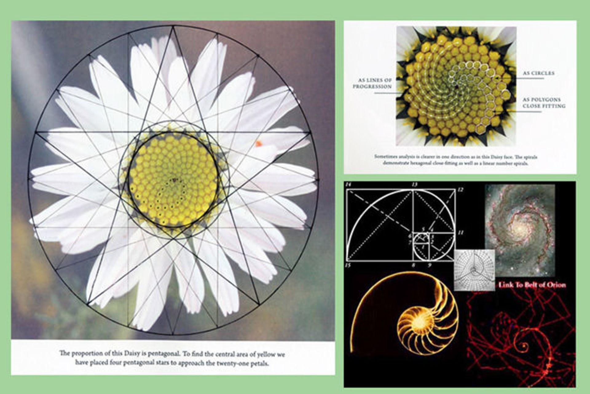 نظم شگفت انگیز گیاهان و نمایش اشکال متقارن هندسی