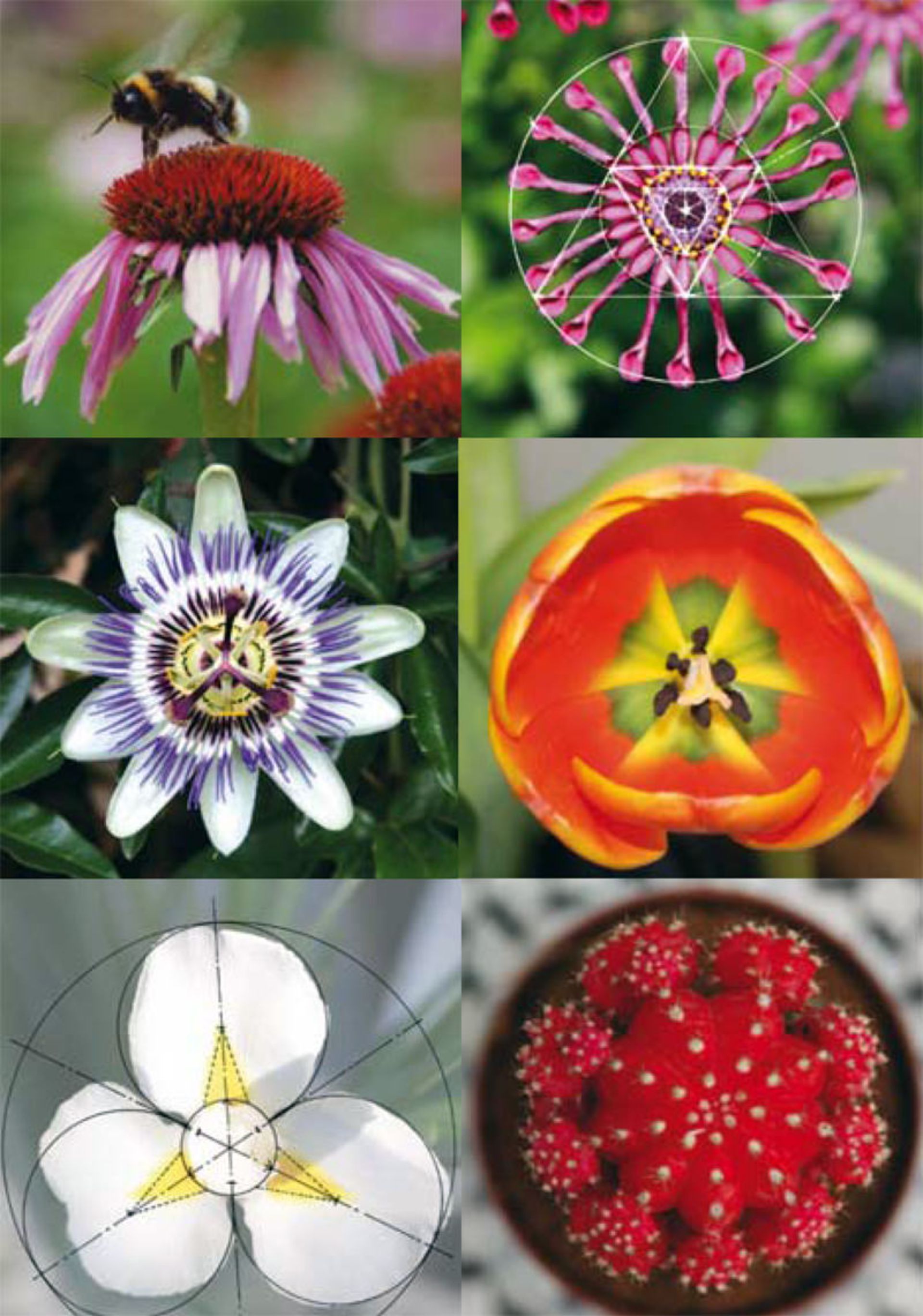 هندسه پنهان گیاهان