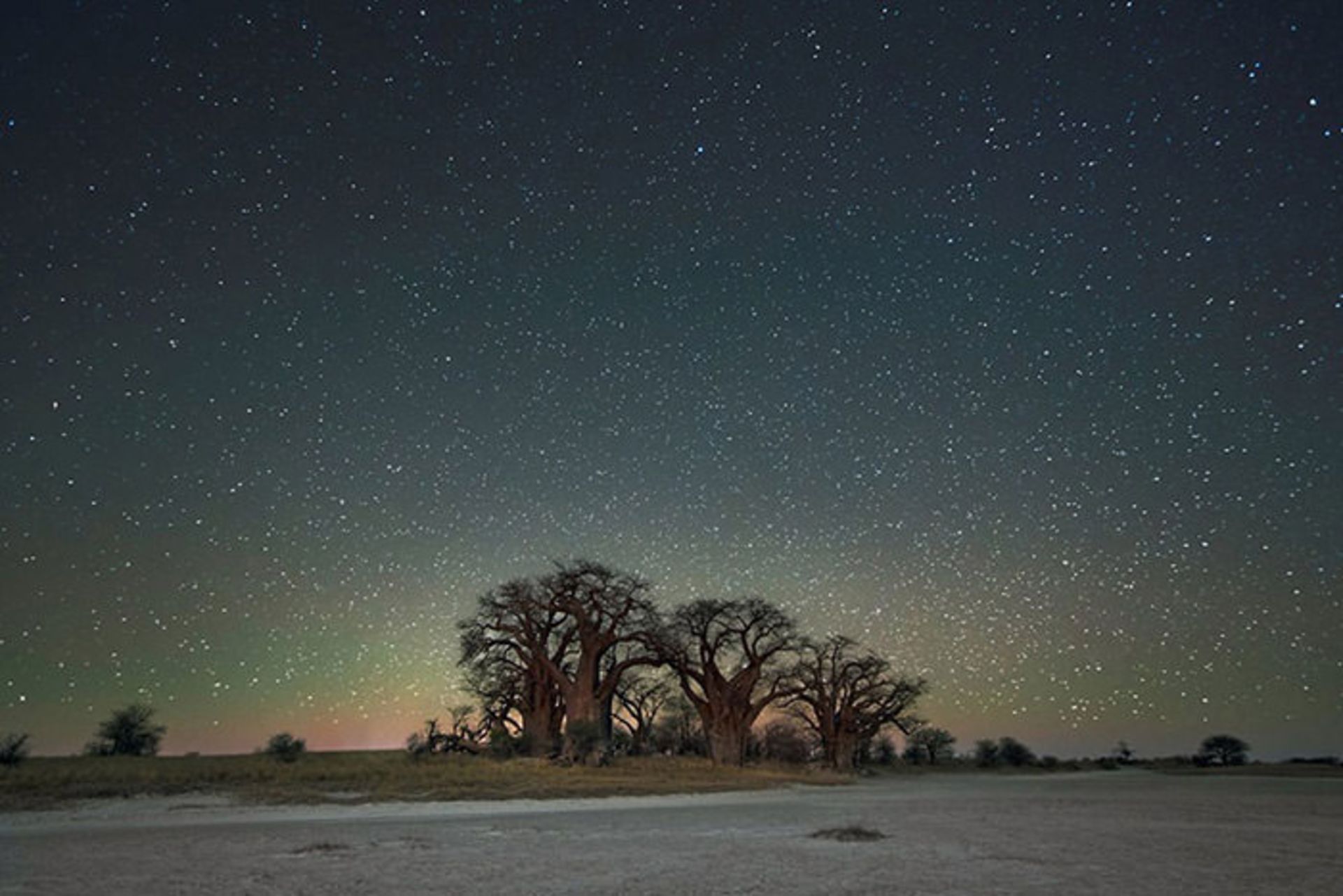 چشم انداز درختان کهن با پس زمینه‌ای از آسمان پر ستاره