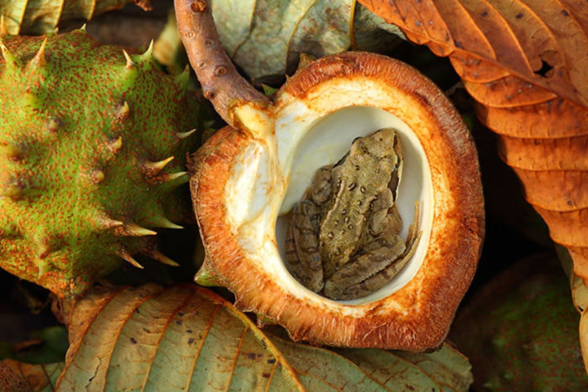 گشتی در دنیای خنده دار قورباغه ها