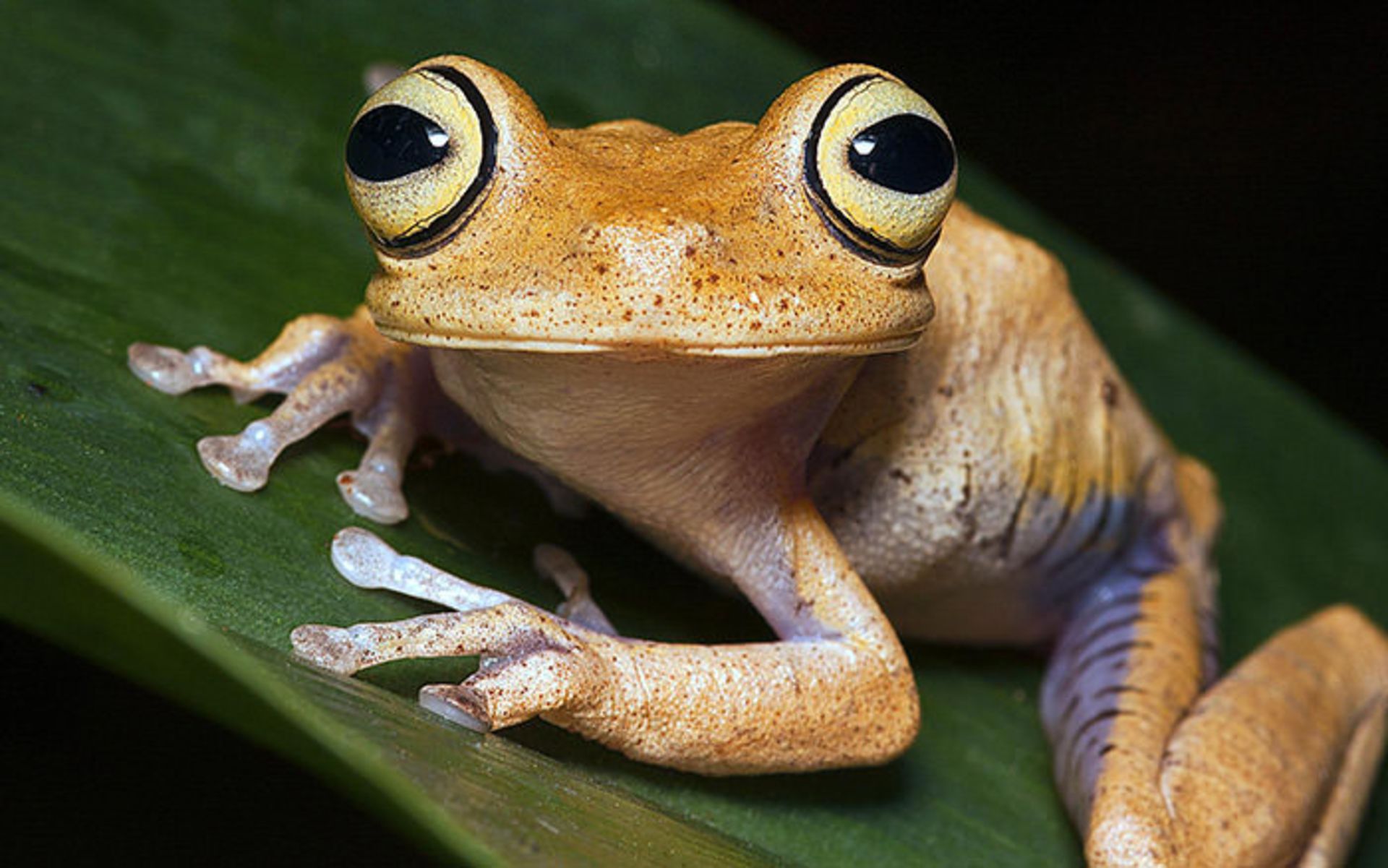 قورباغه درختی