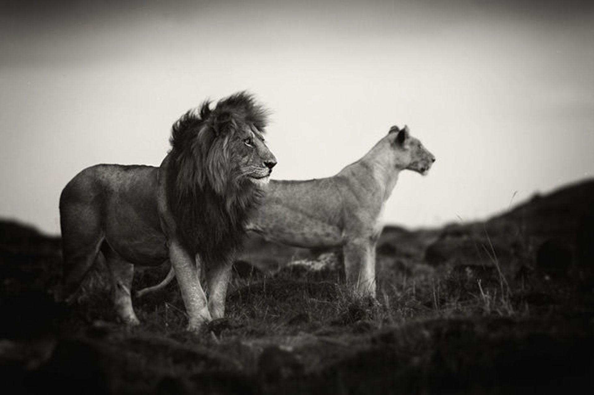 عکاسی سیاه و سفید از سلطان جنگل