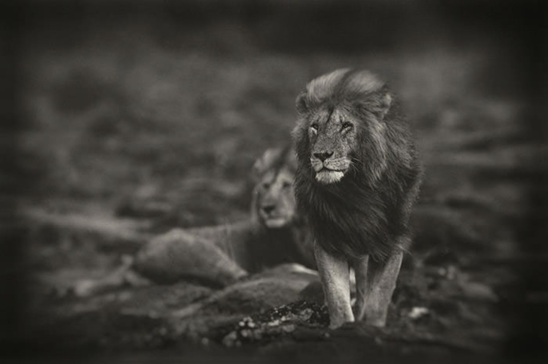 عکاسی سیاه و سفید از سلطان جنگل