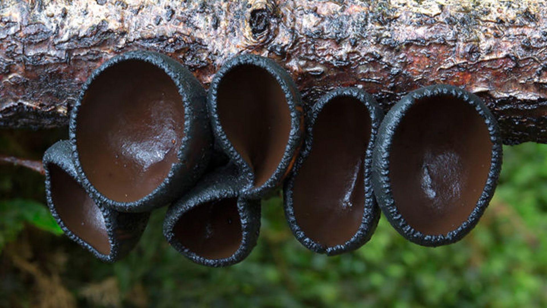 دنیای قارچ‌های استرالیا به روایت استیو اکسفورد