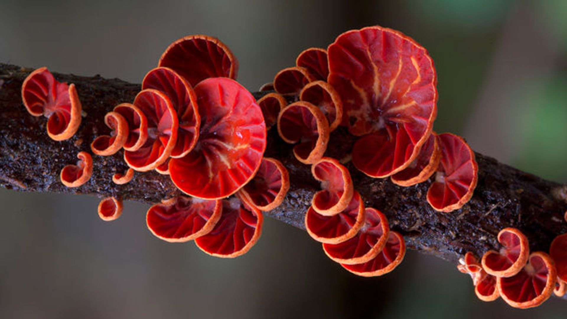دنیای قارچ‌های استرالیا به روایت استیو اکسفورد
