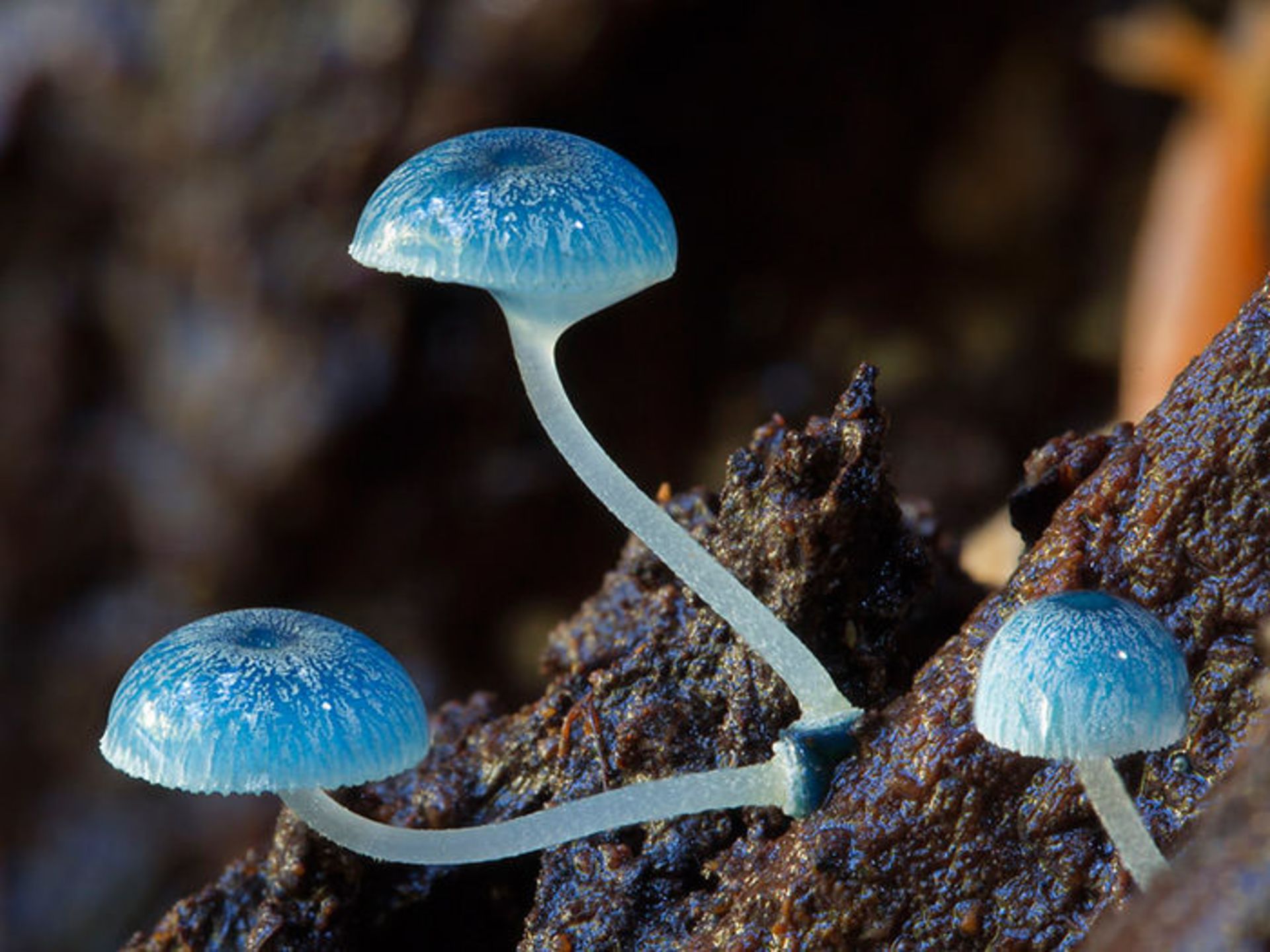 دنیای قارچ‌های استرالیا به روایت استیو اکسفورد