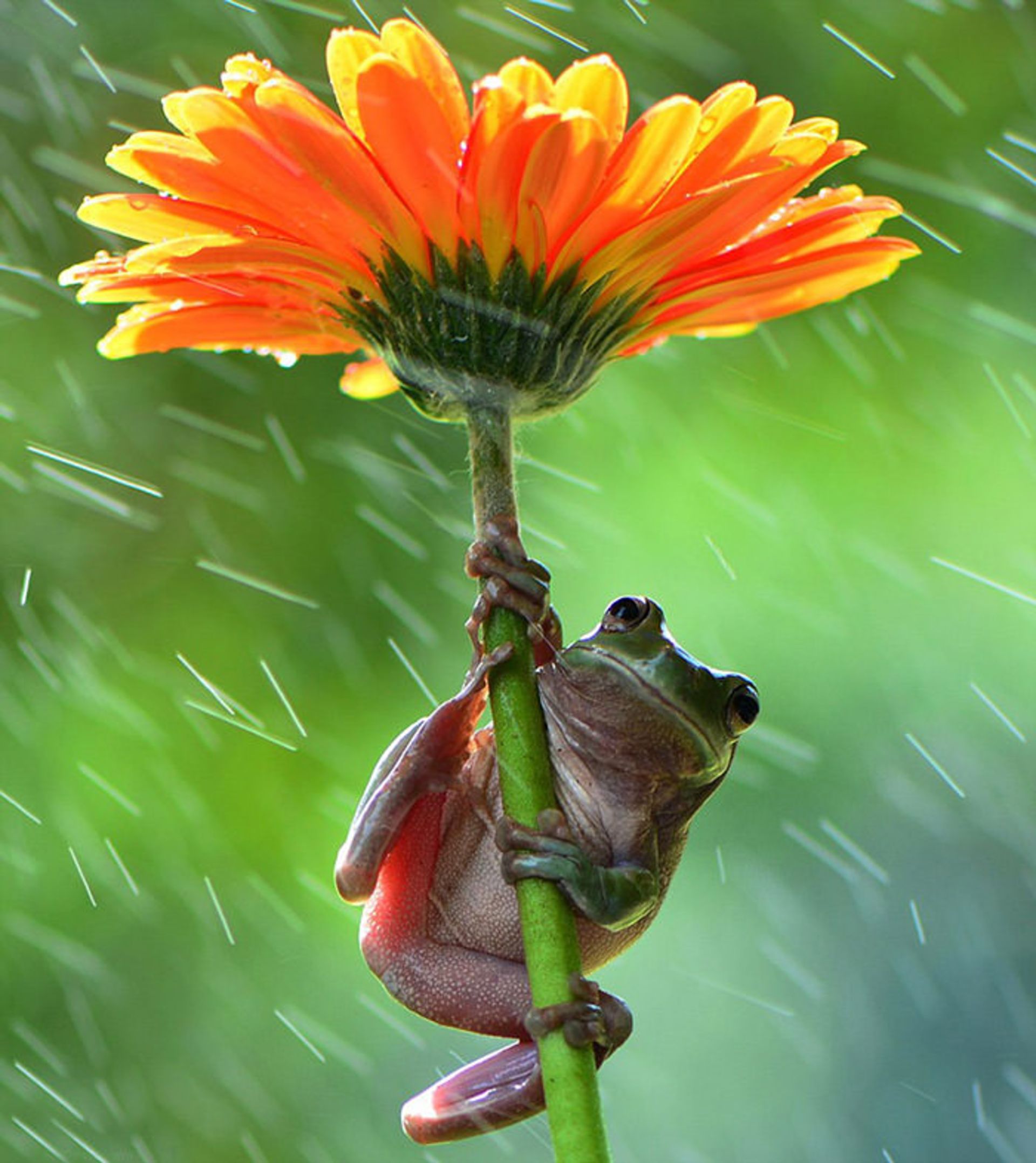 قورباغه در باران