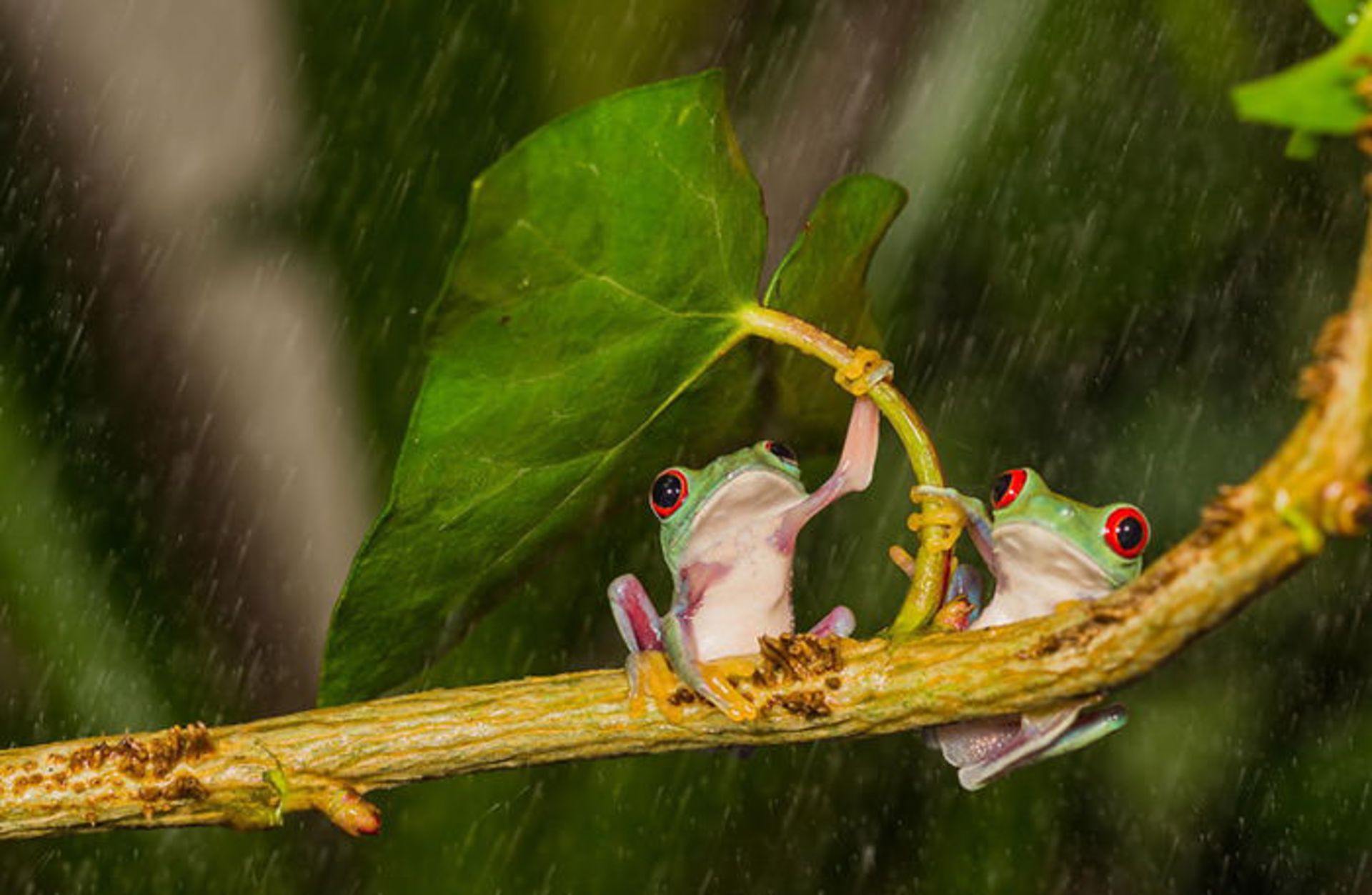 جانوران و چتری از جنس طببیعت
