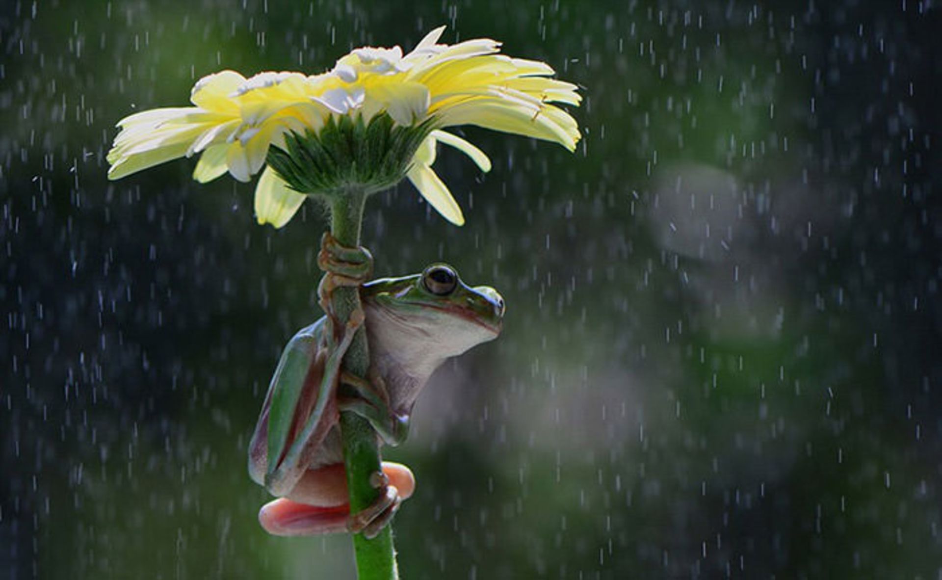 جانوران و چتری از جنس طببیعت