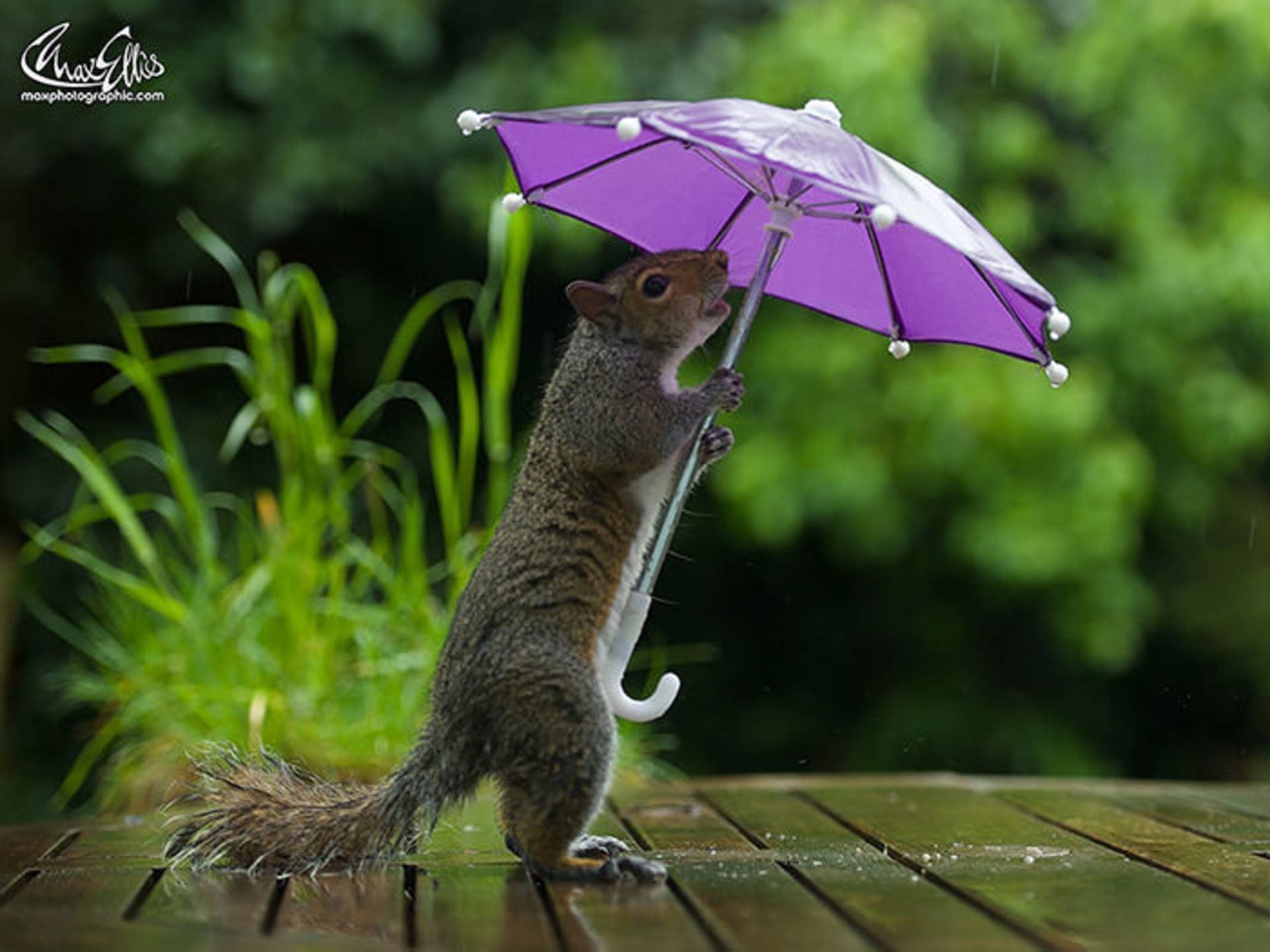 سنجاب زیر باران