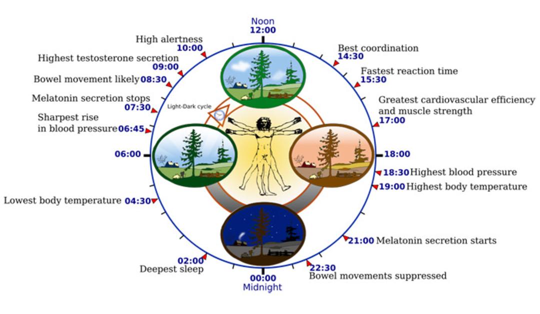 circadian-rhythm