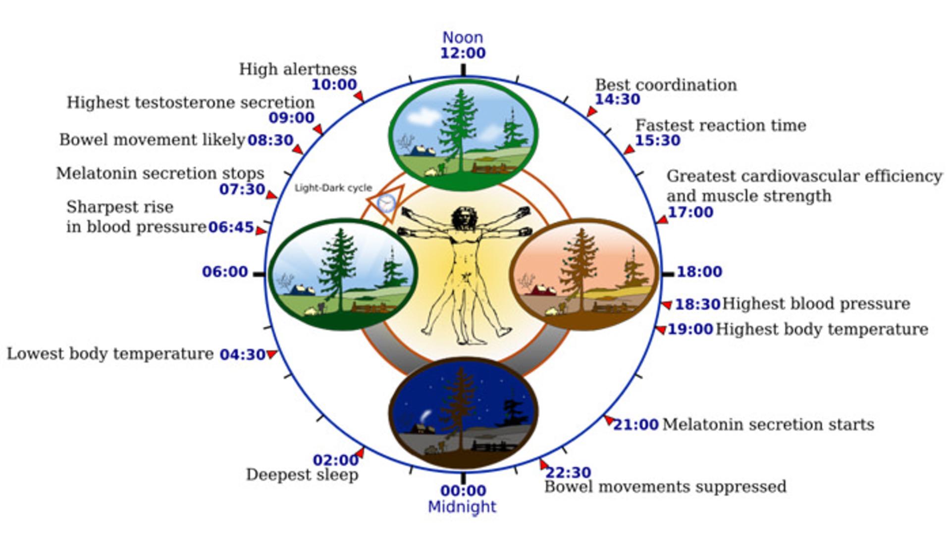 circadian-rhythm