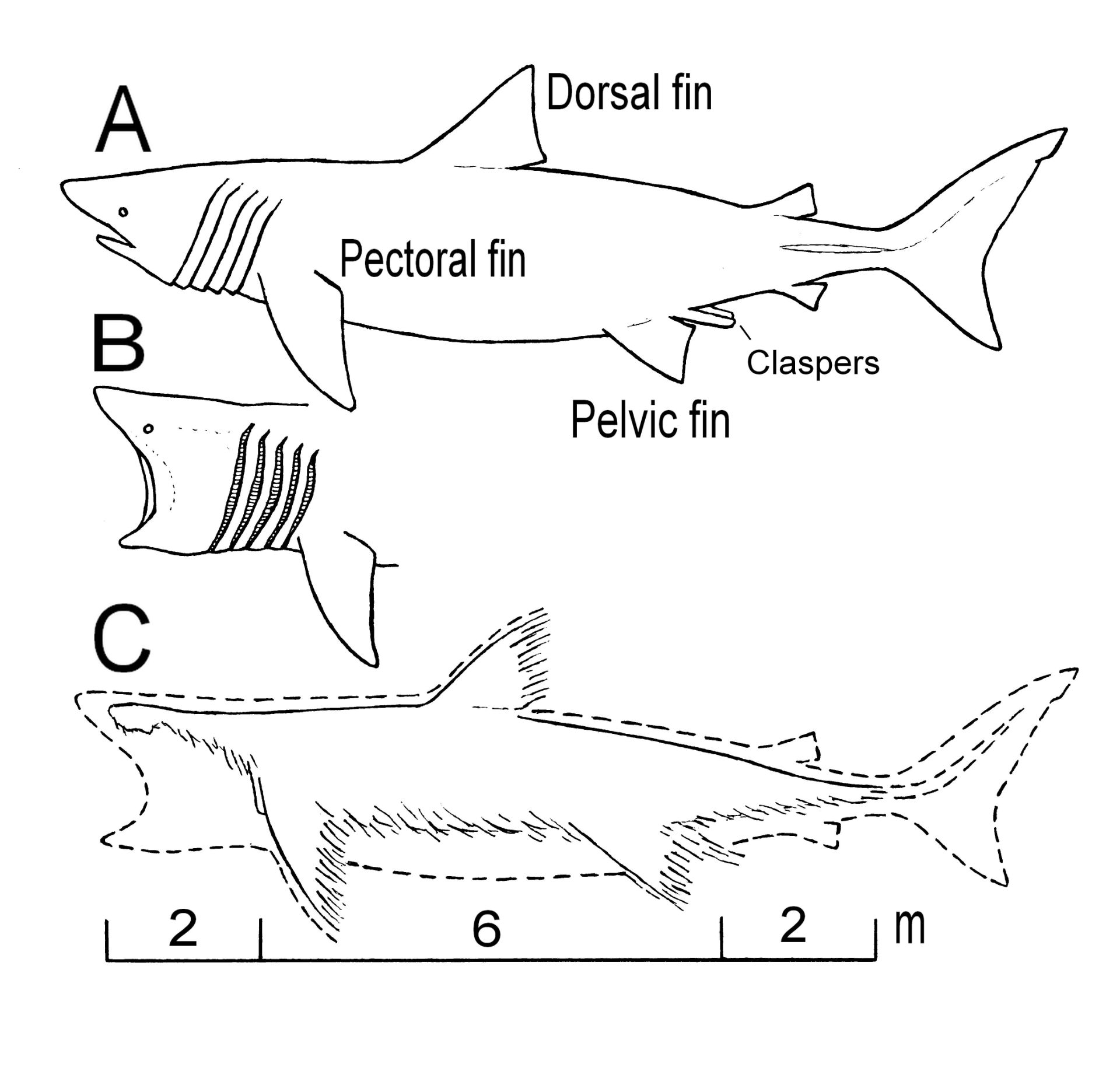 معمای هیولای ماقبل تاریخی یا کوسه امروزی