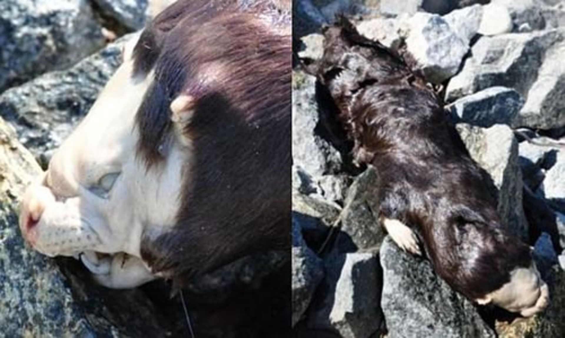 هیولای کیچنیومایکوسیب