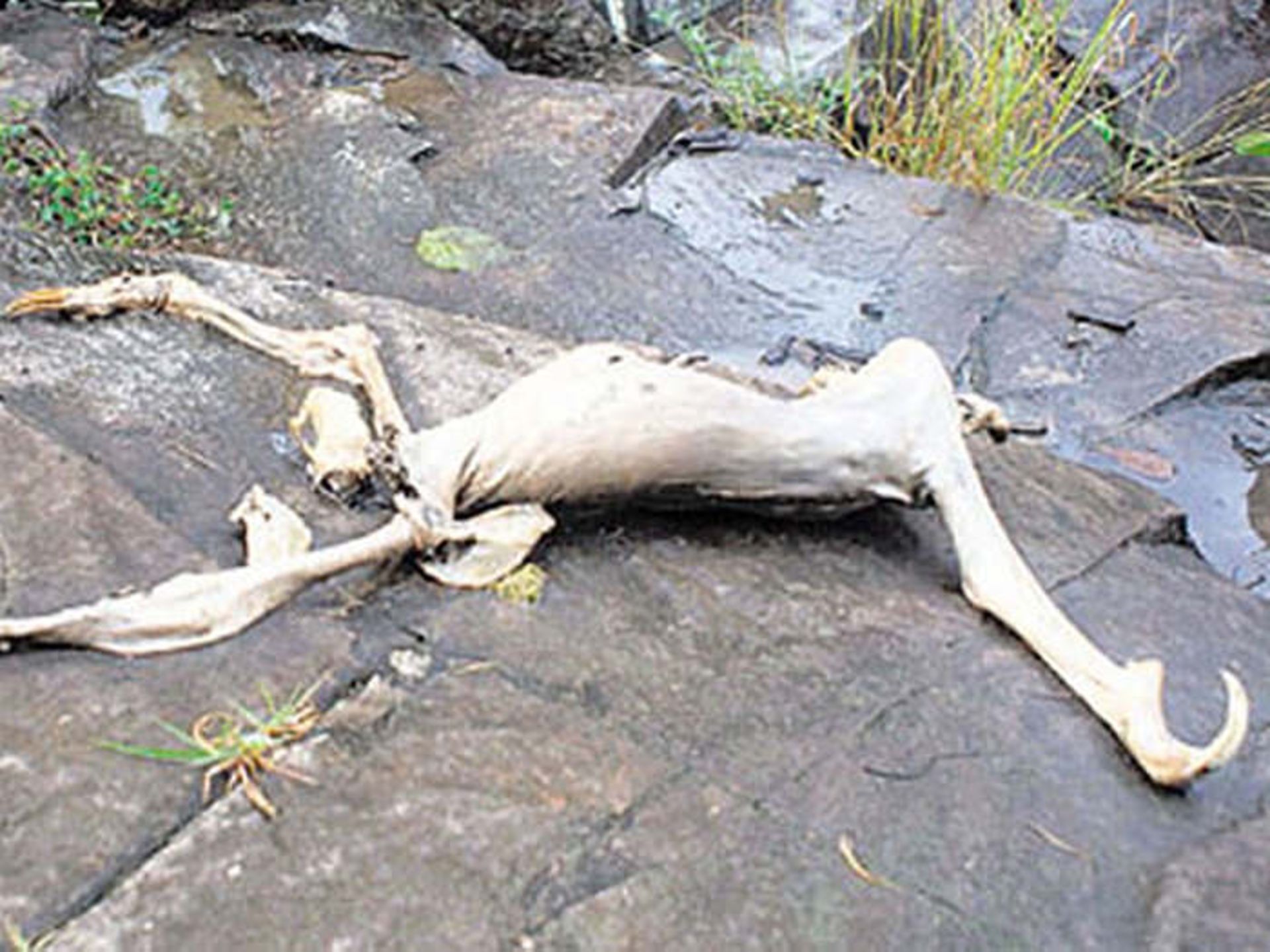 مخلوق پاناما