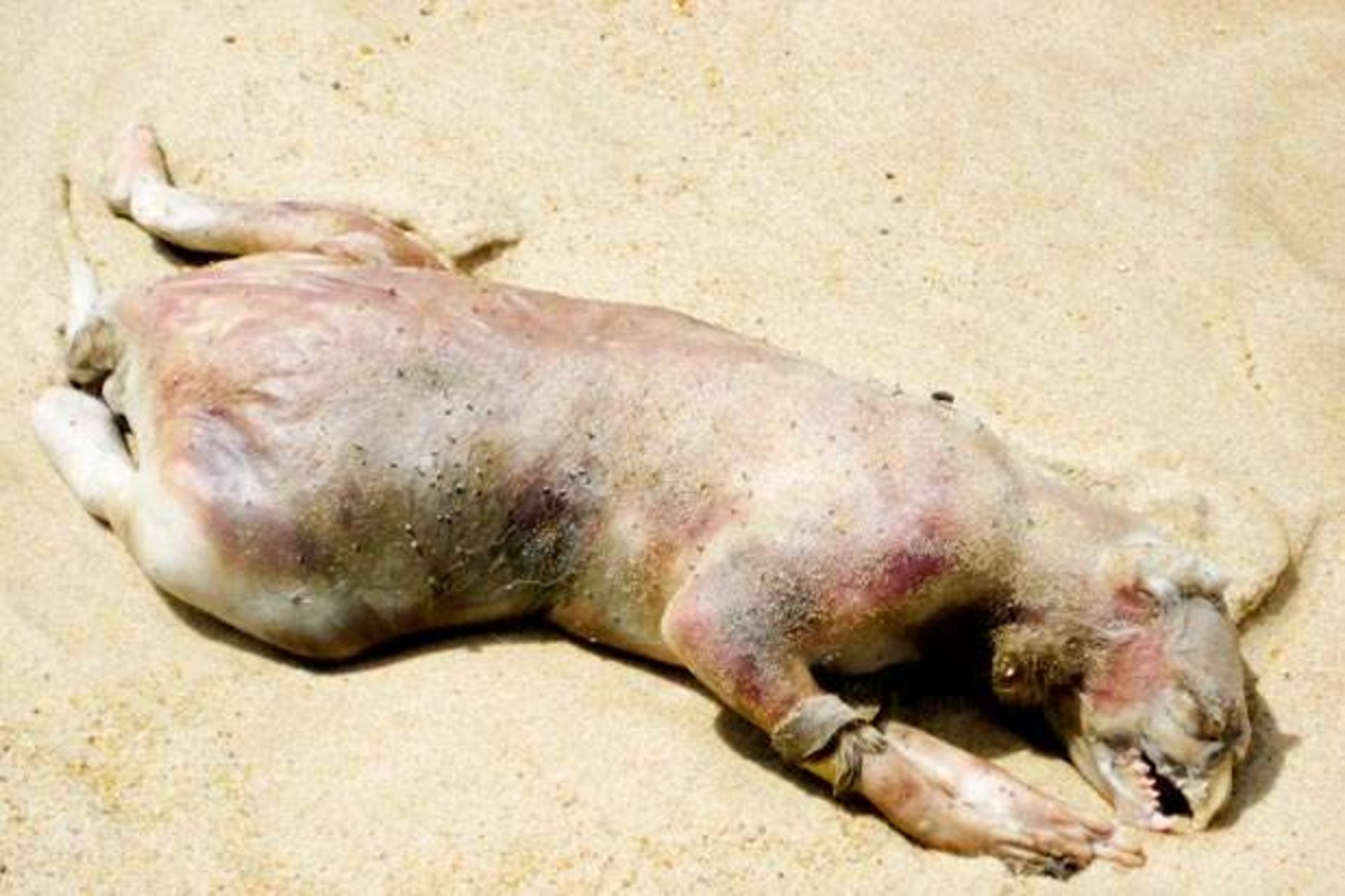 هیولای مونتاک