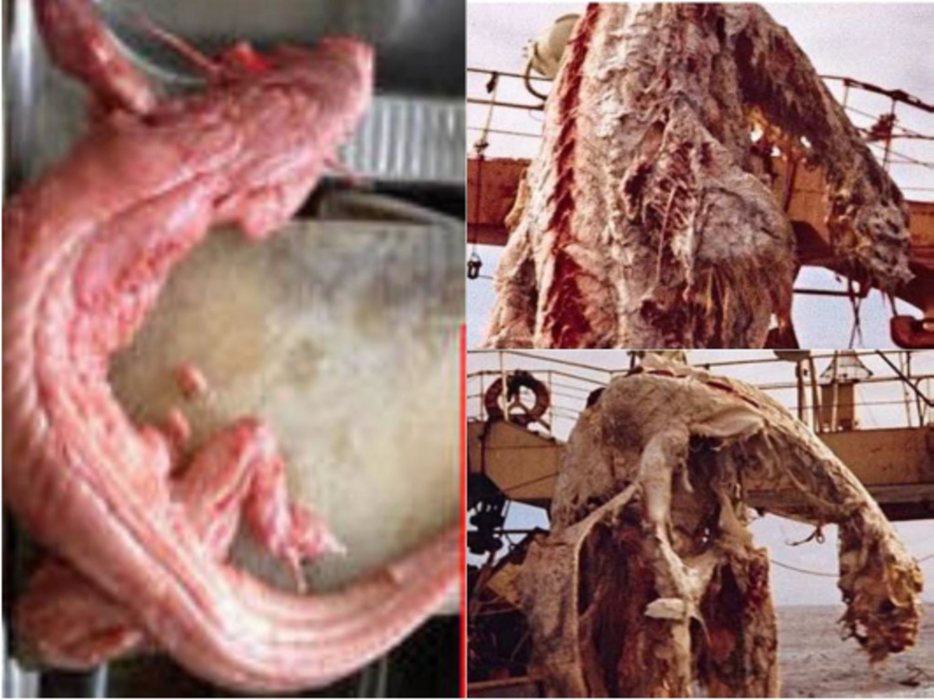 جسد زوایو مارو