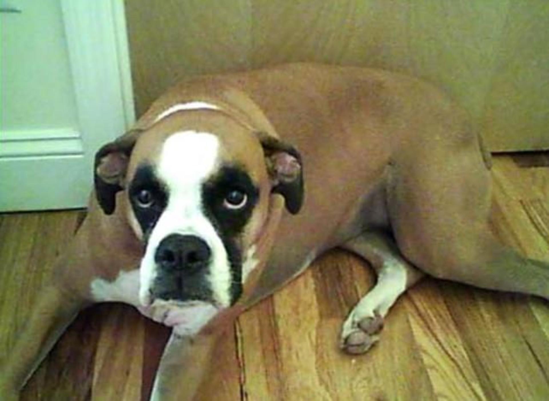 1dog