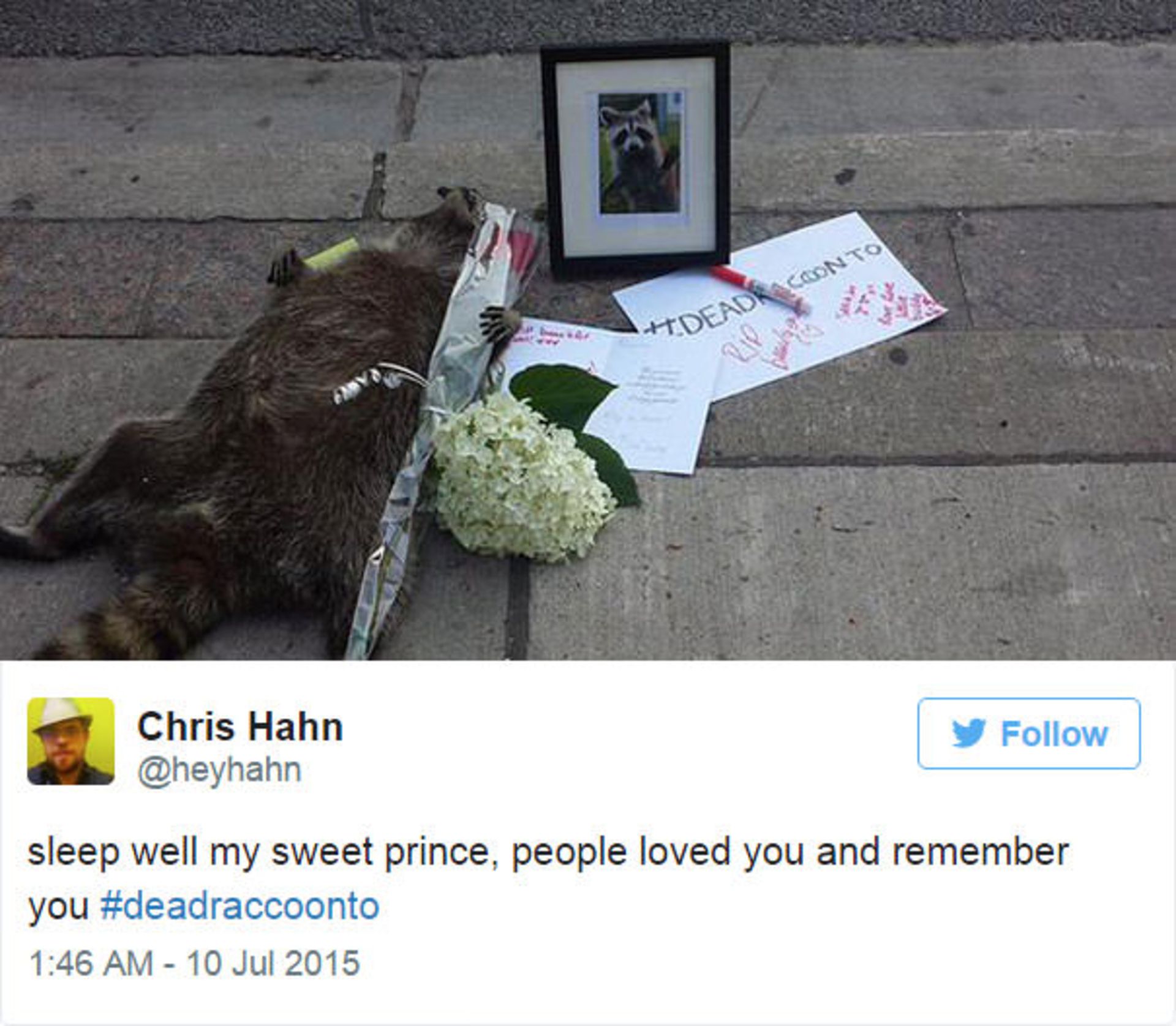 واکنش جالب مردم تورنتو به مرگ یک راکون