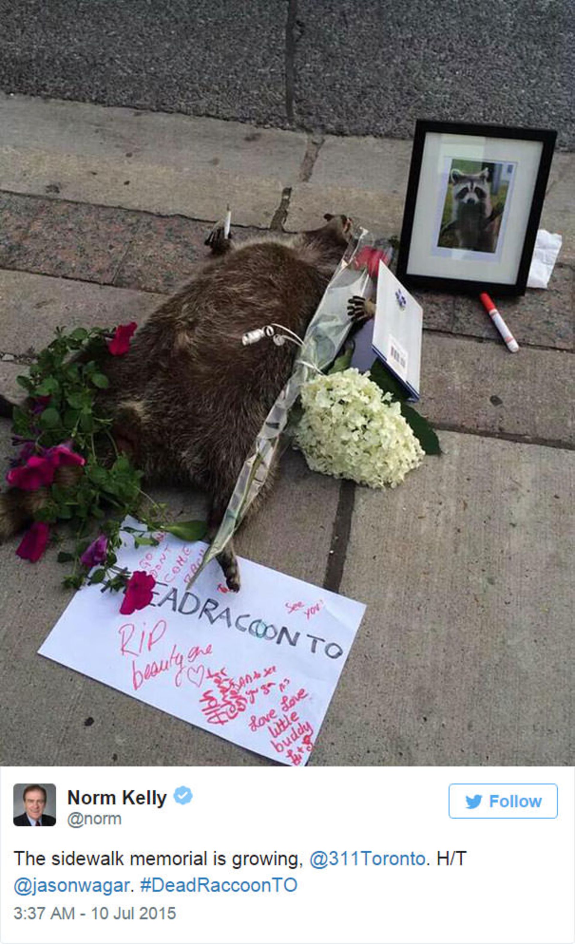 واکنش جالب مردم تورنتو به مرگ یک راکون