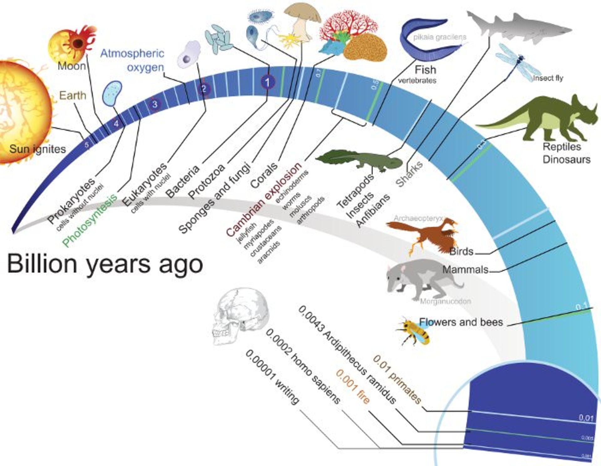Timeline evolution of life