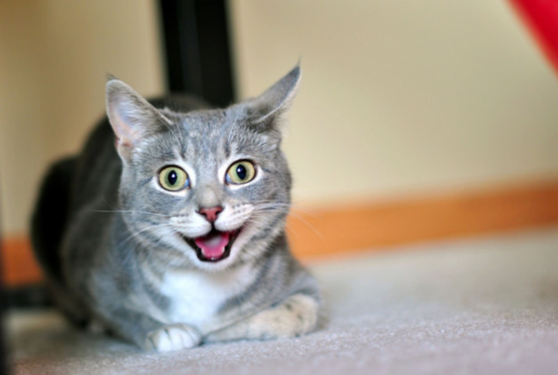 لبخند گربه ای