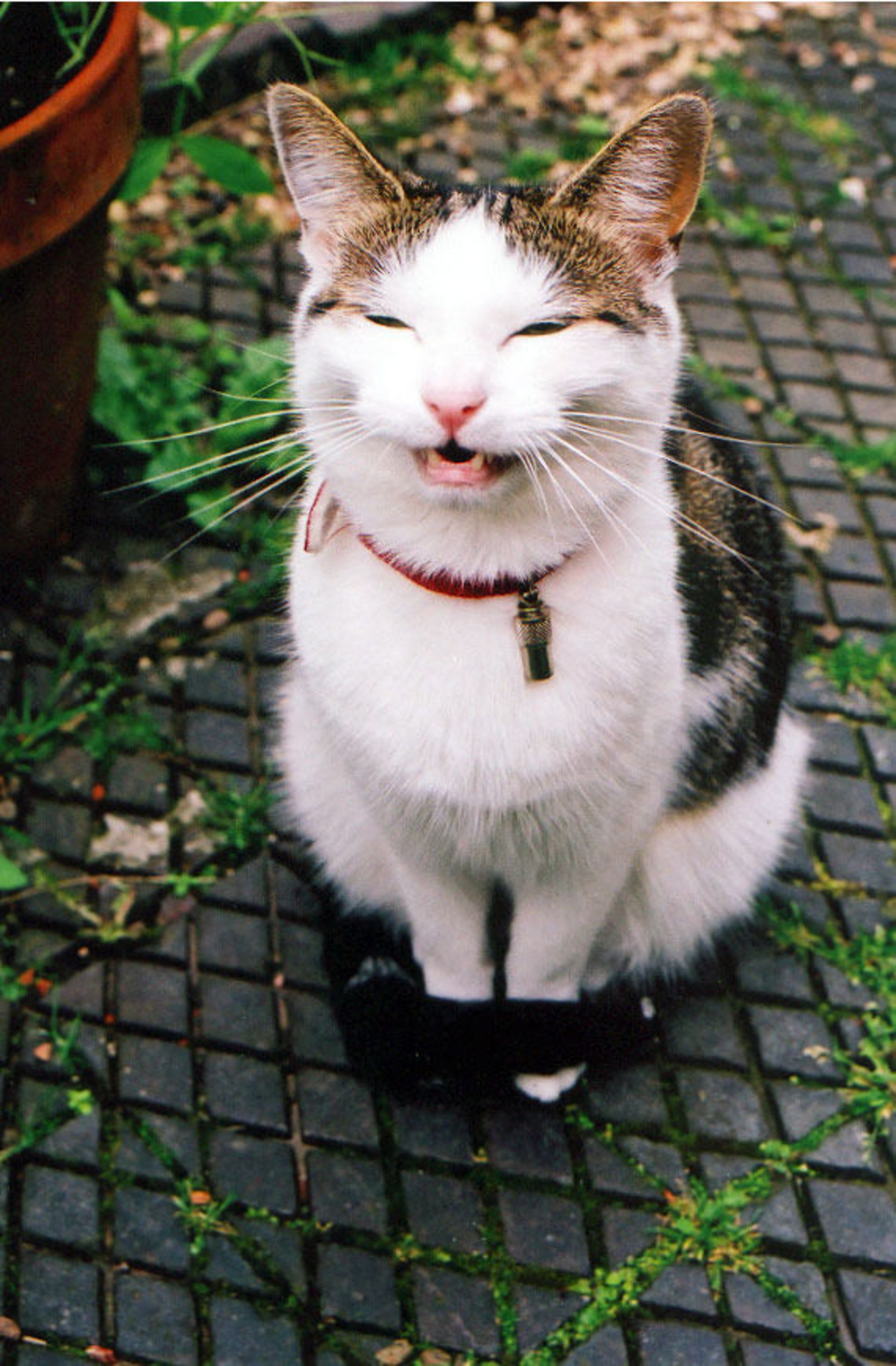 لبخند گربه ای