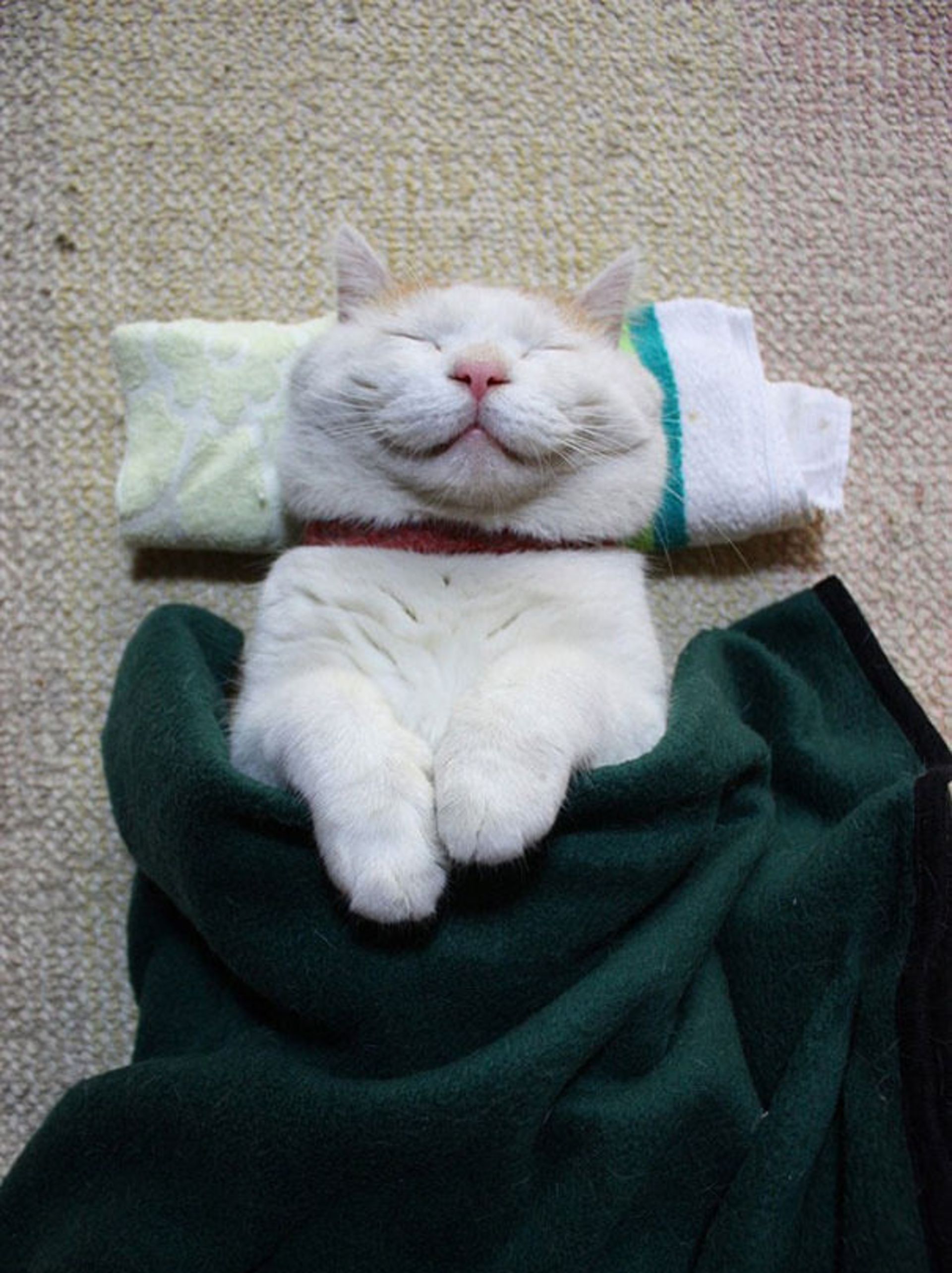 گربه‌های خندان در دنیای مجازی