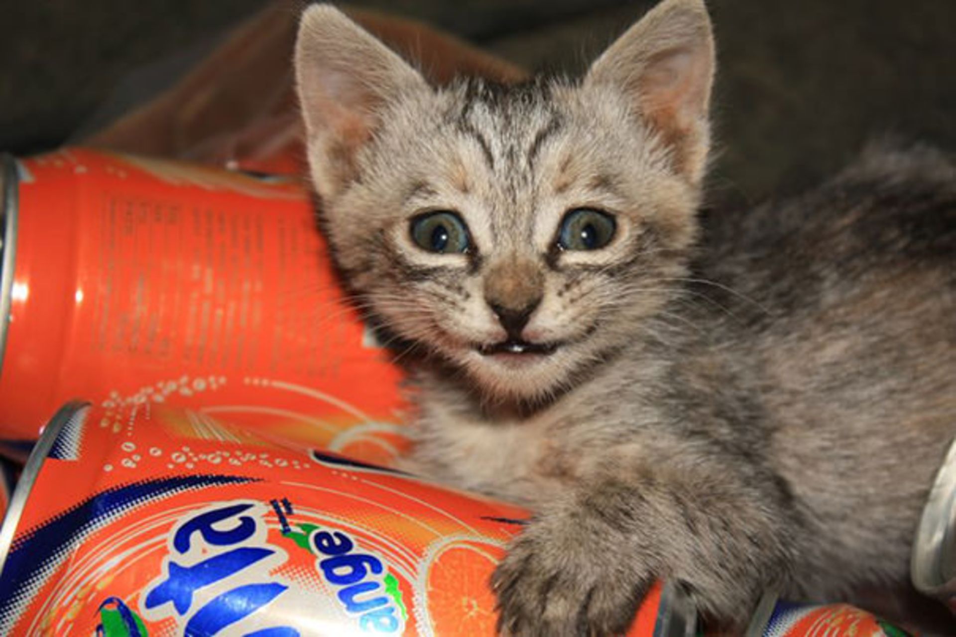 گربه‌های خندان در دنیای مجازی