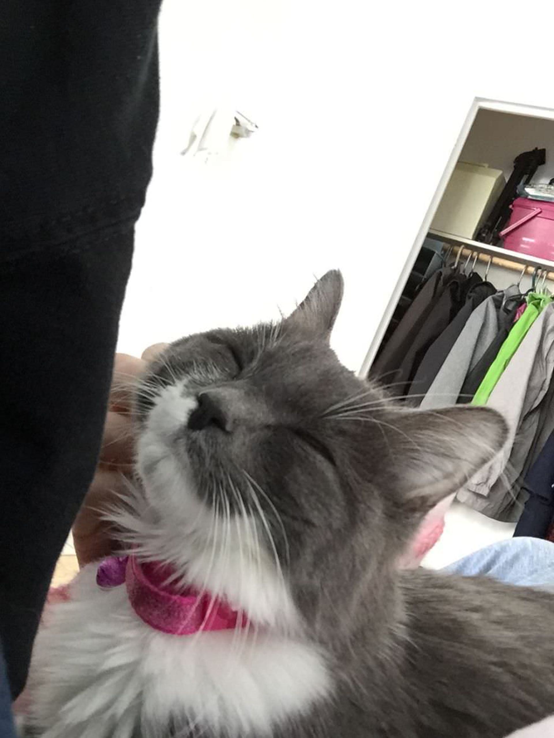 گربه‌های خندان در دنیای مجازی