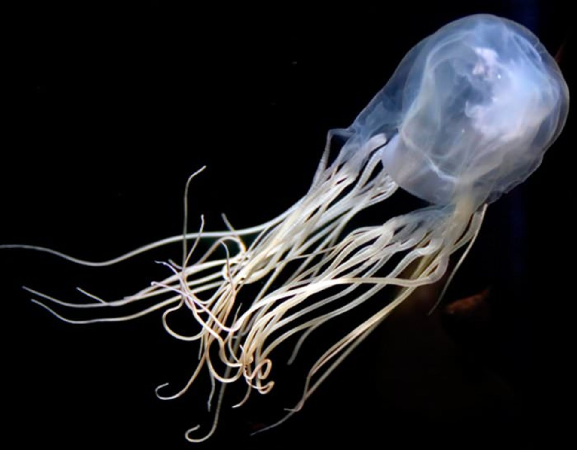 box jellyfish